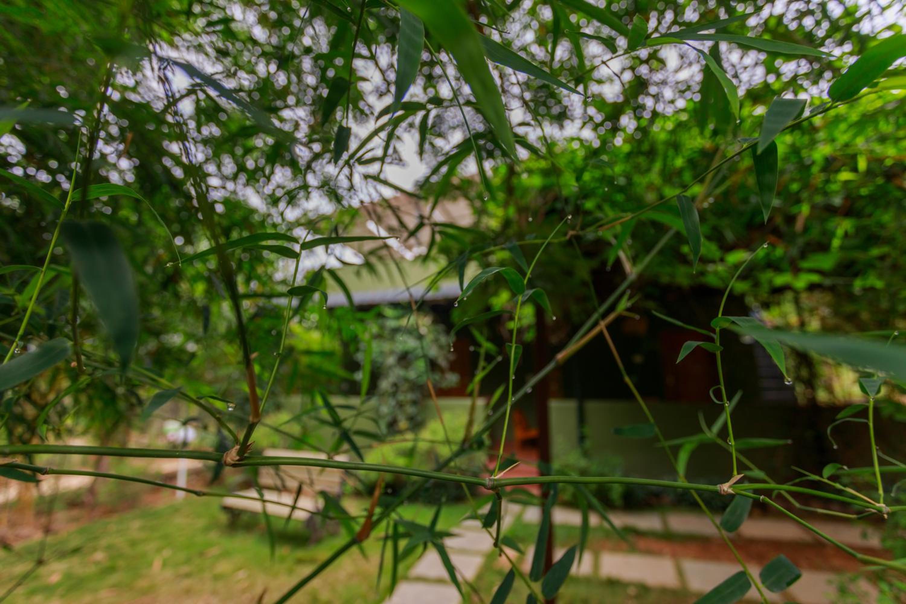 SR Jungle Resort