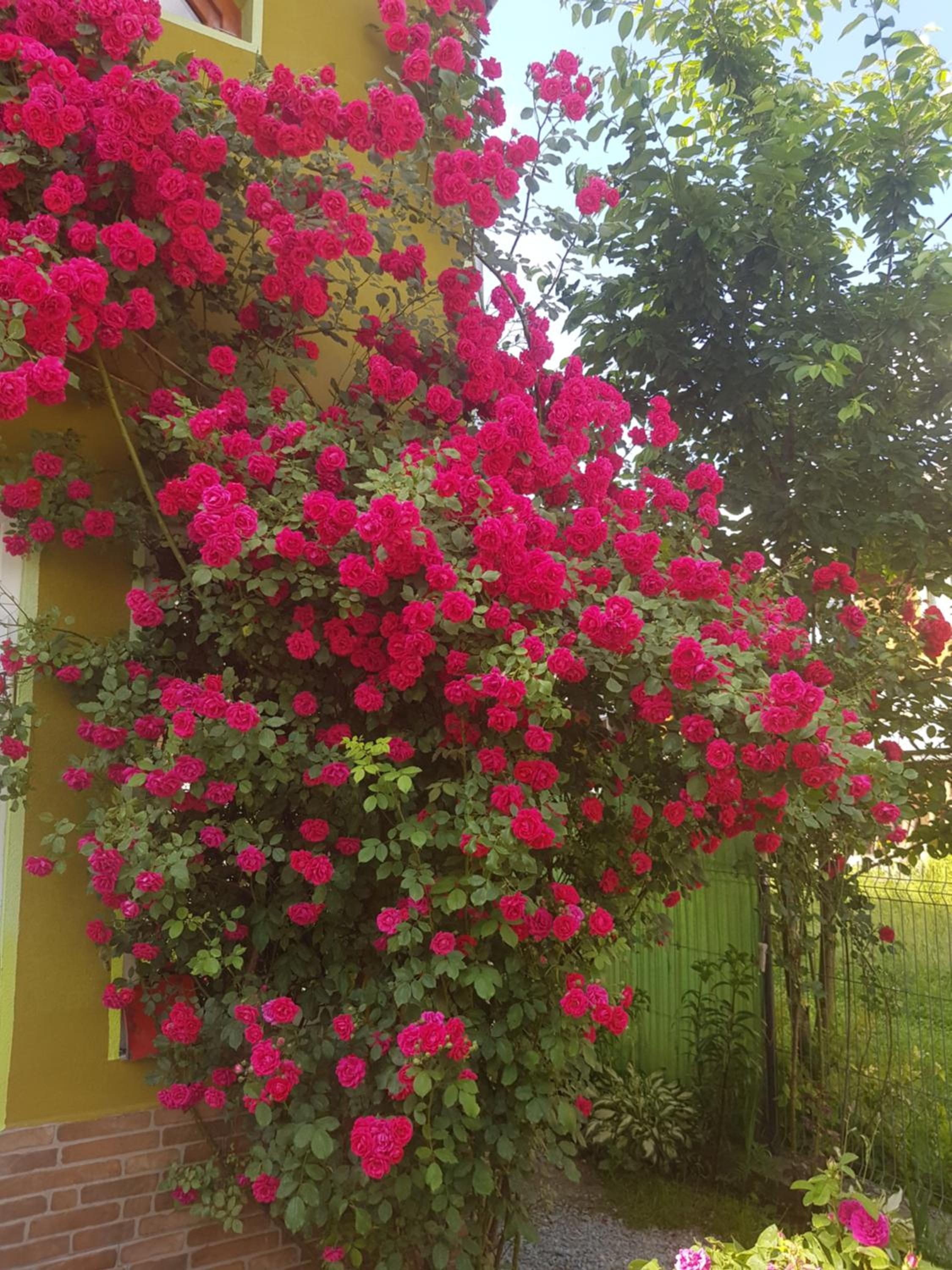 Photo 29