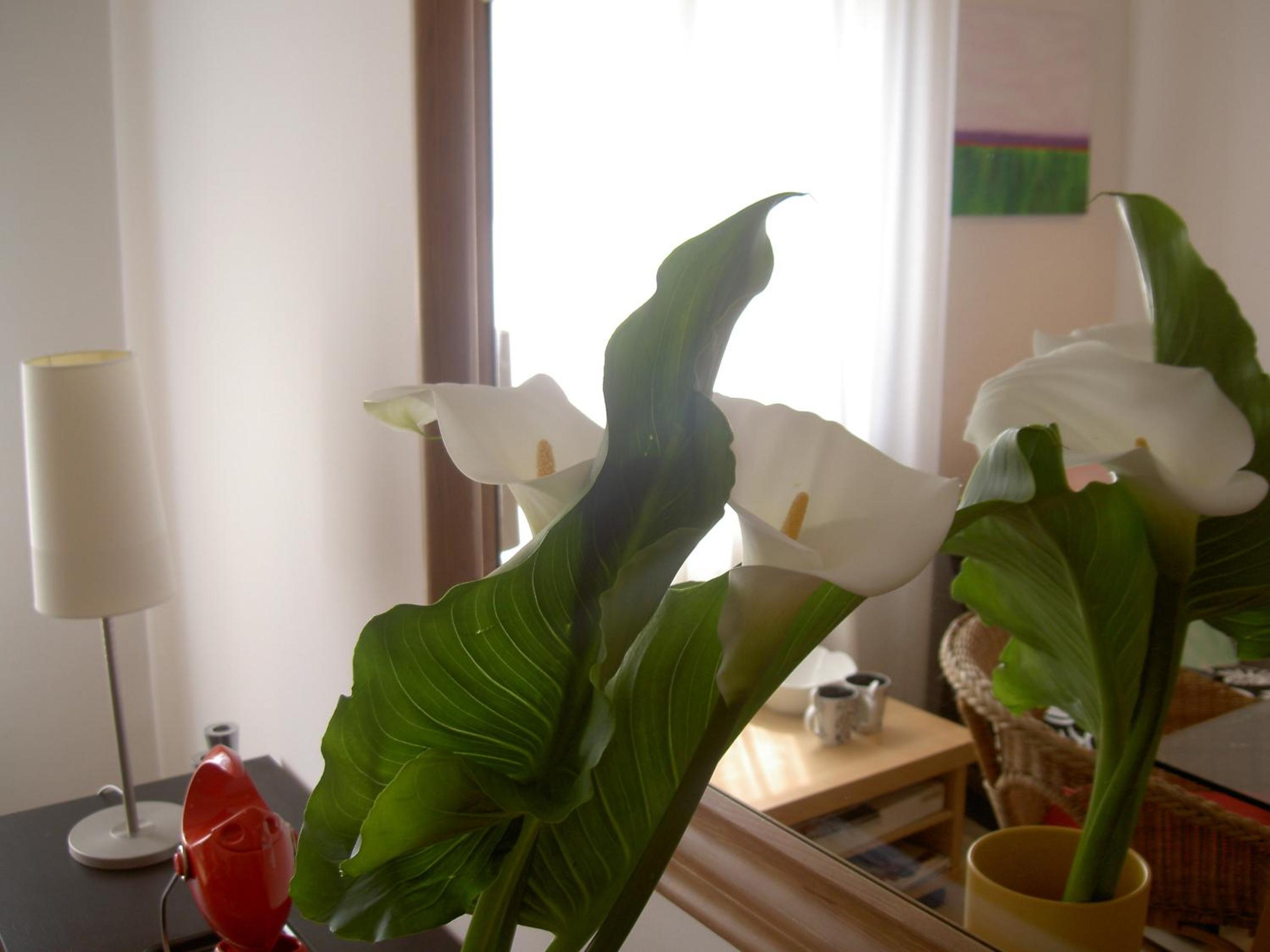 Photo 35