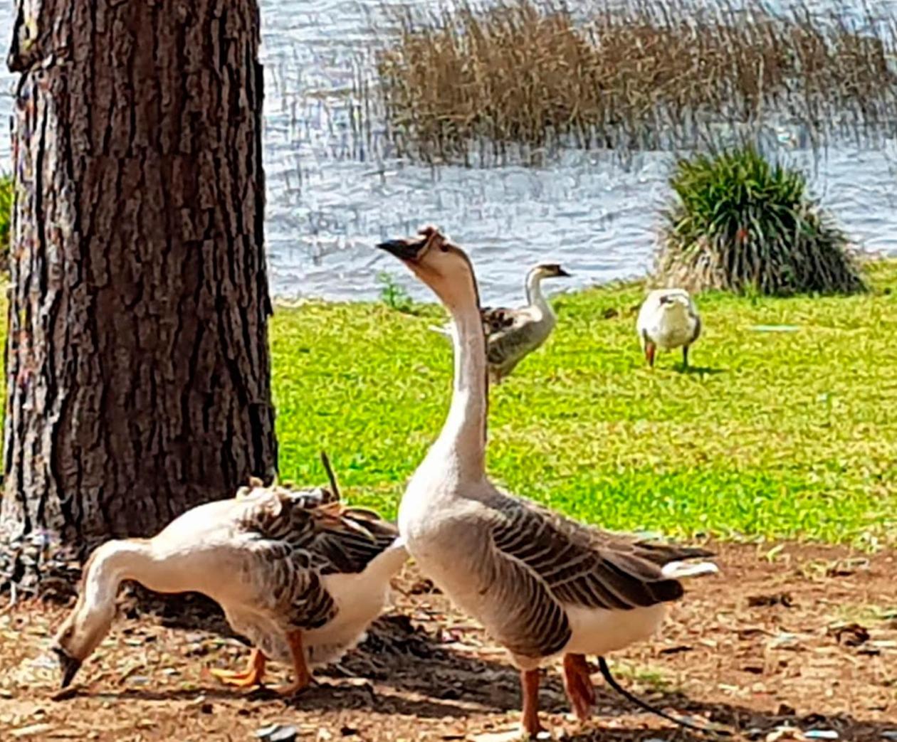Tedesco Eco Park