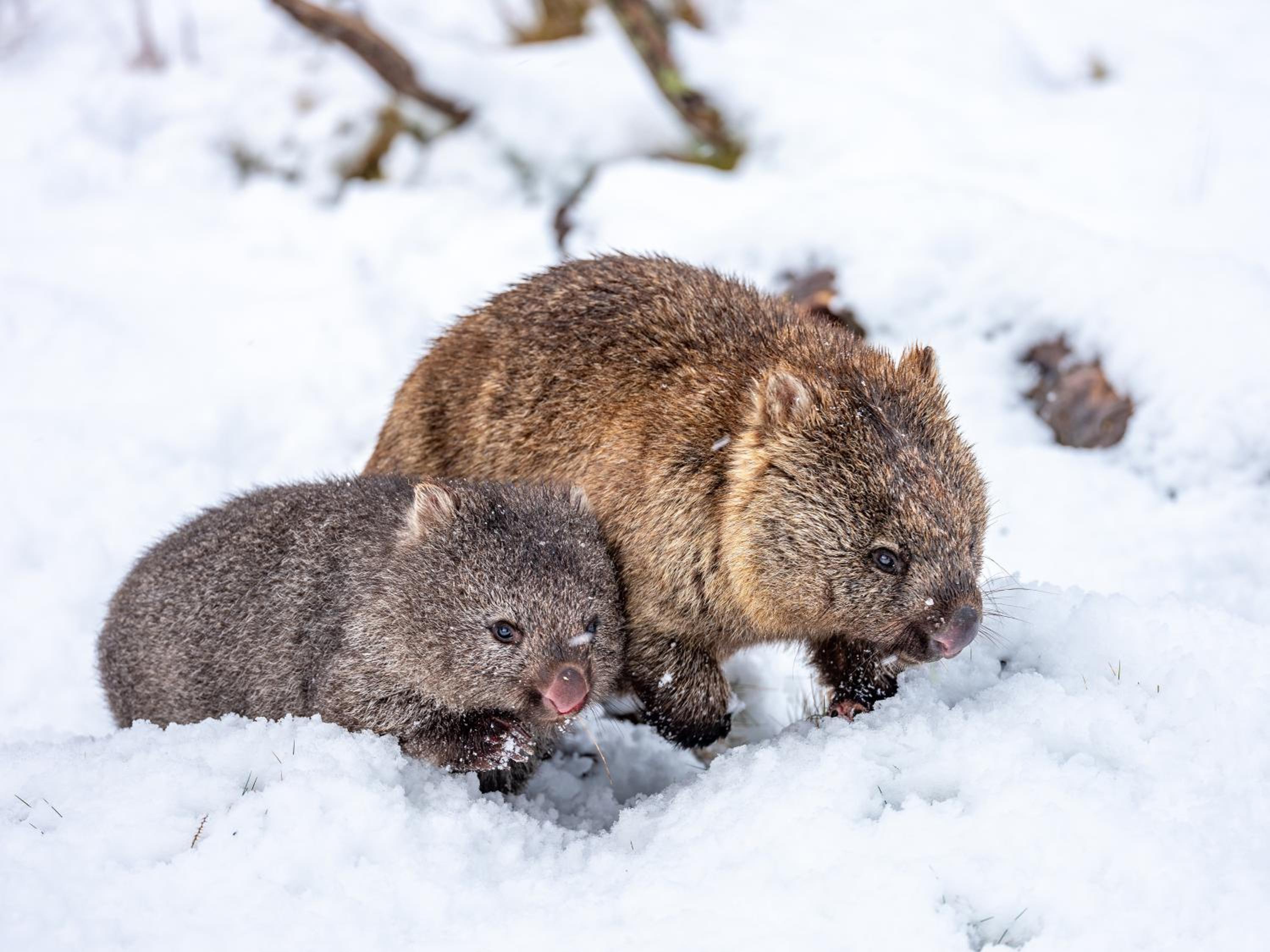 Discovery Resorts – Cradle Mountain 2
