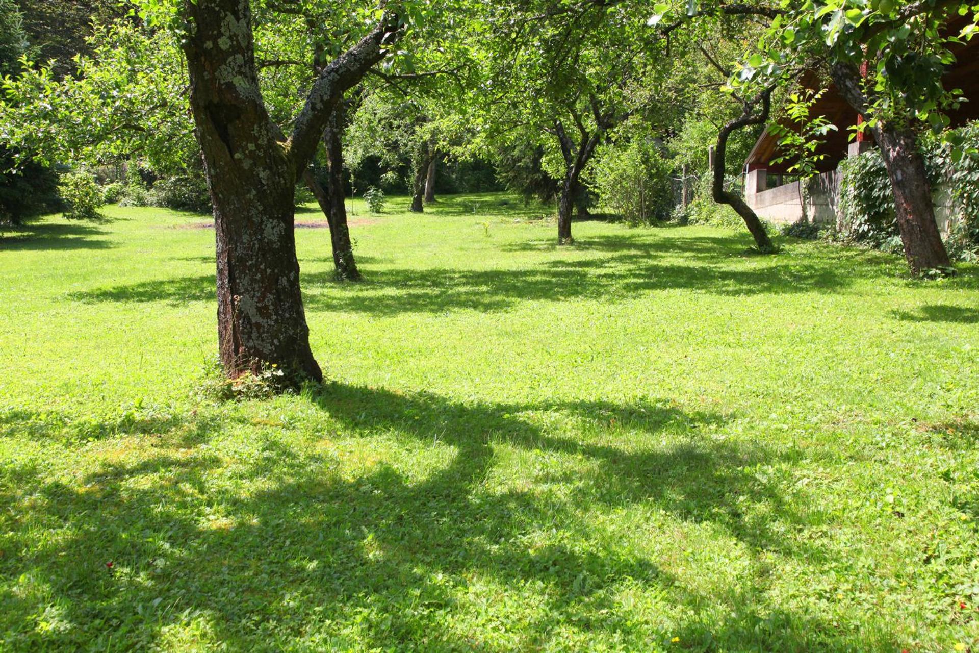 Apple tree view 5