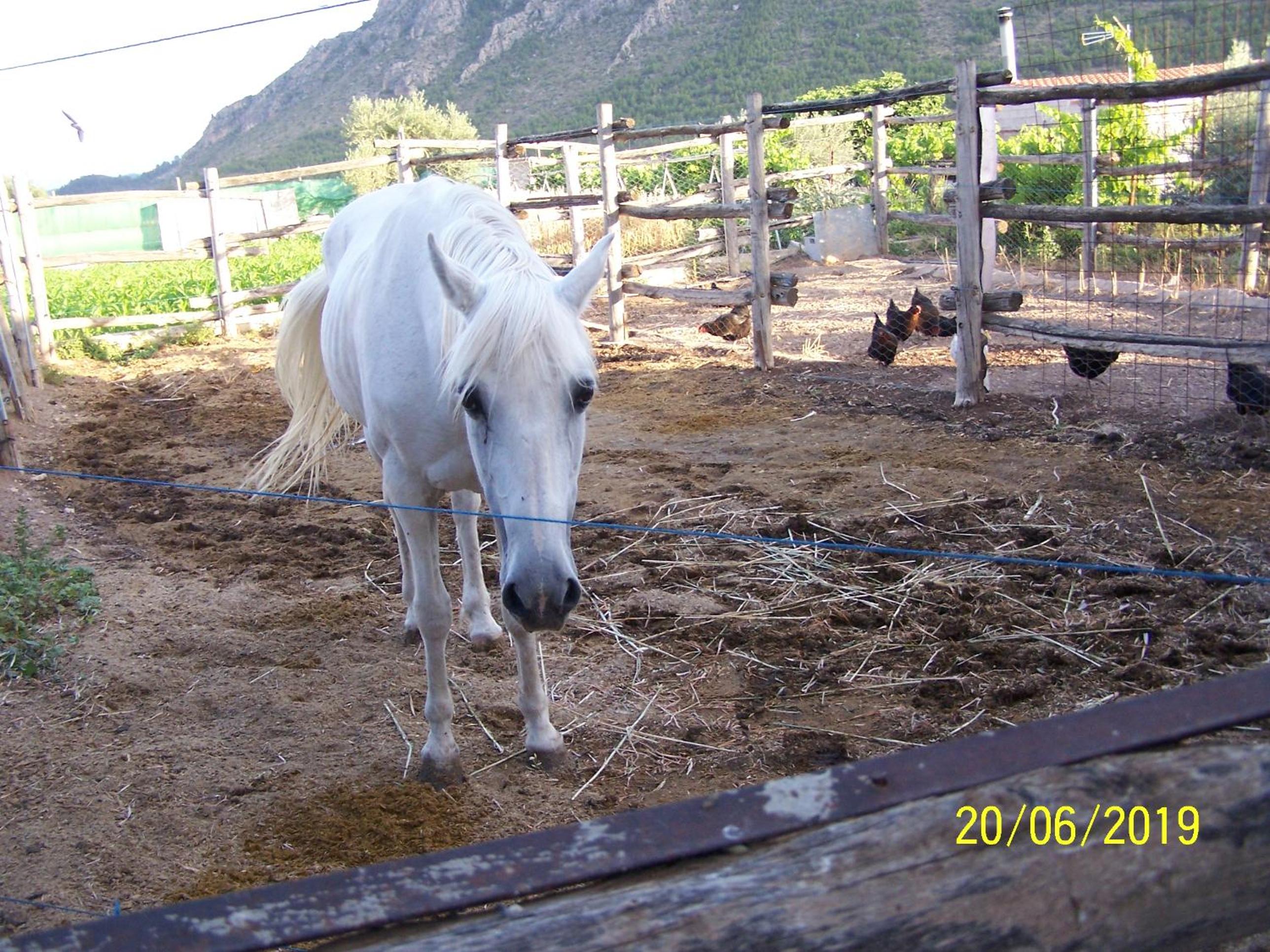 Photo 41