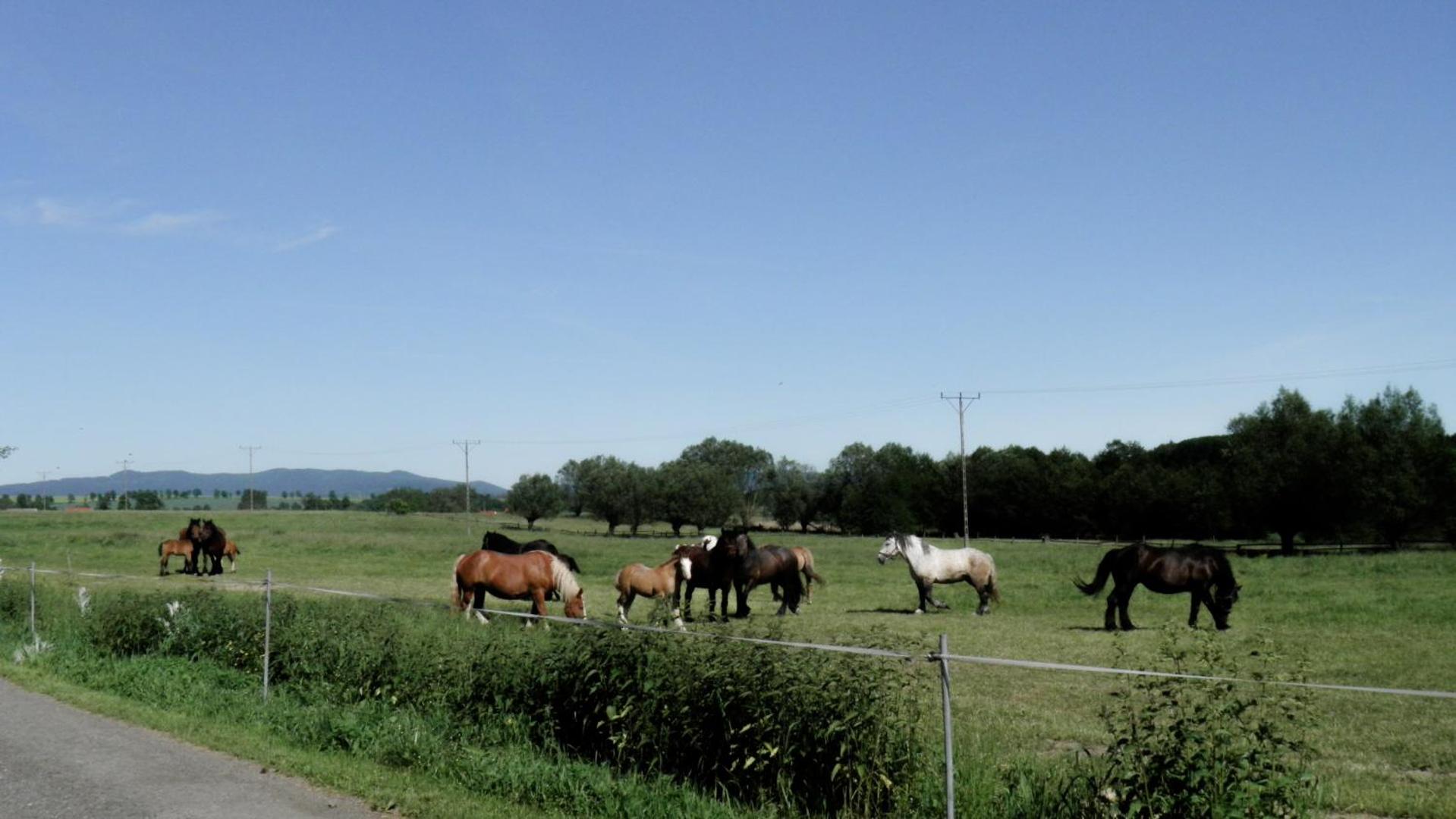 Agroturystyka "Pod złotą rybką" view 2