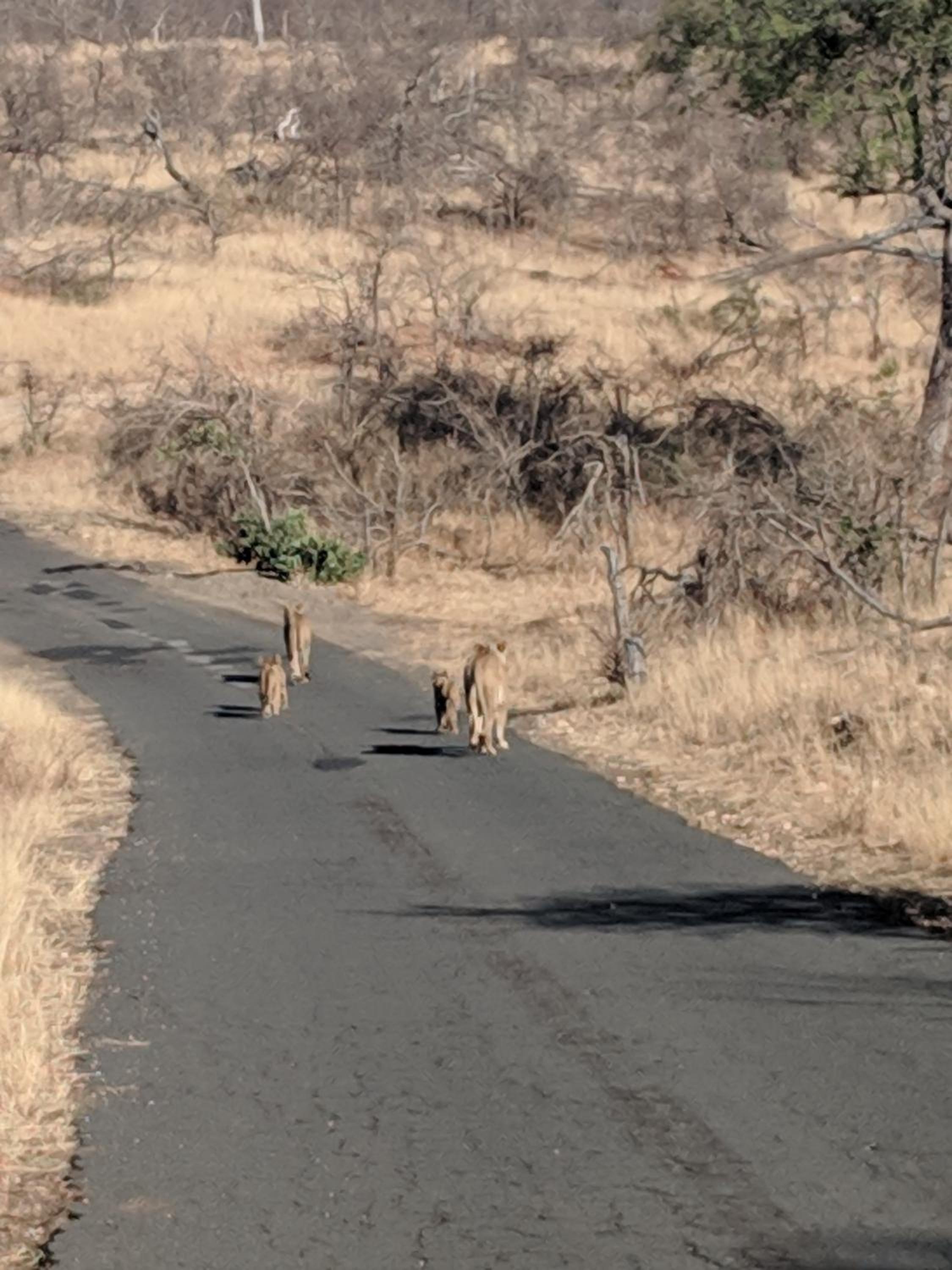 Mbizi Bush Lodge