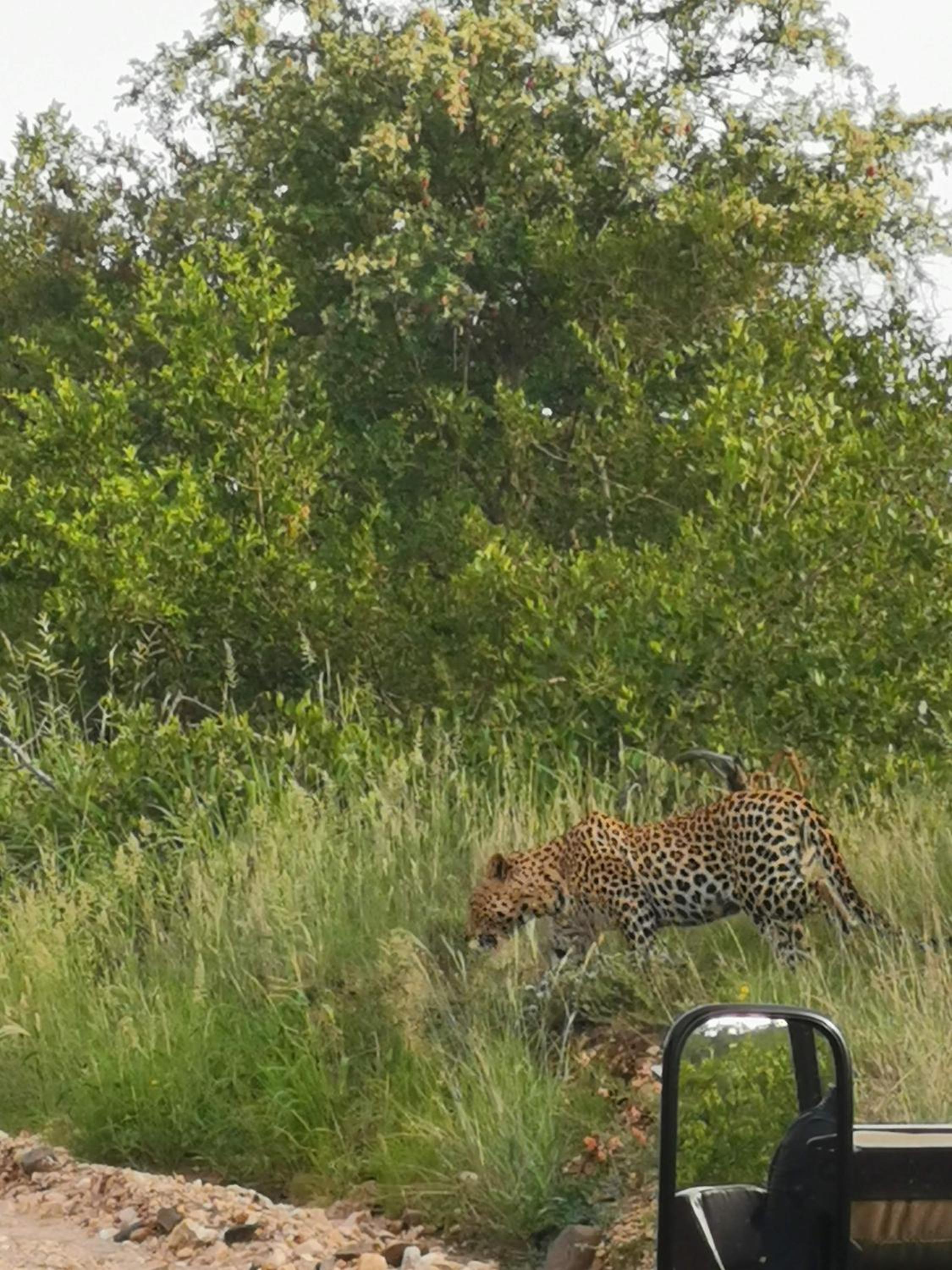 Mbizi Bush Lodge