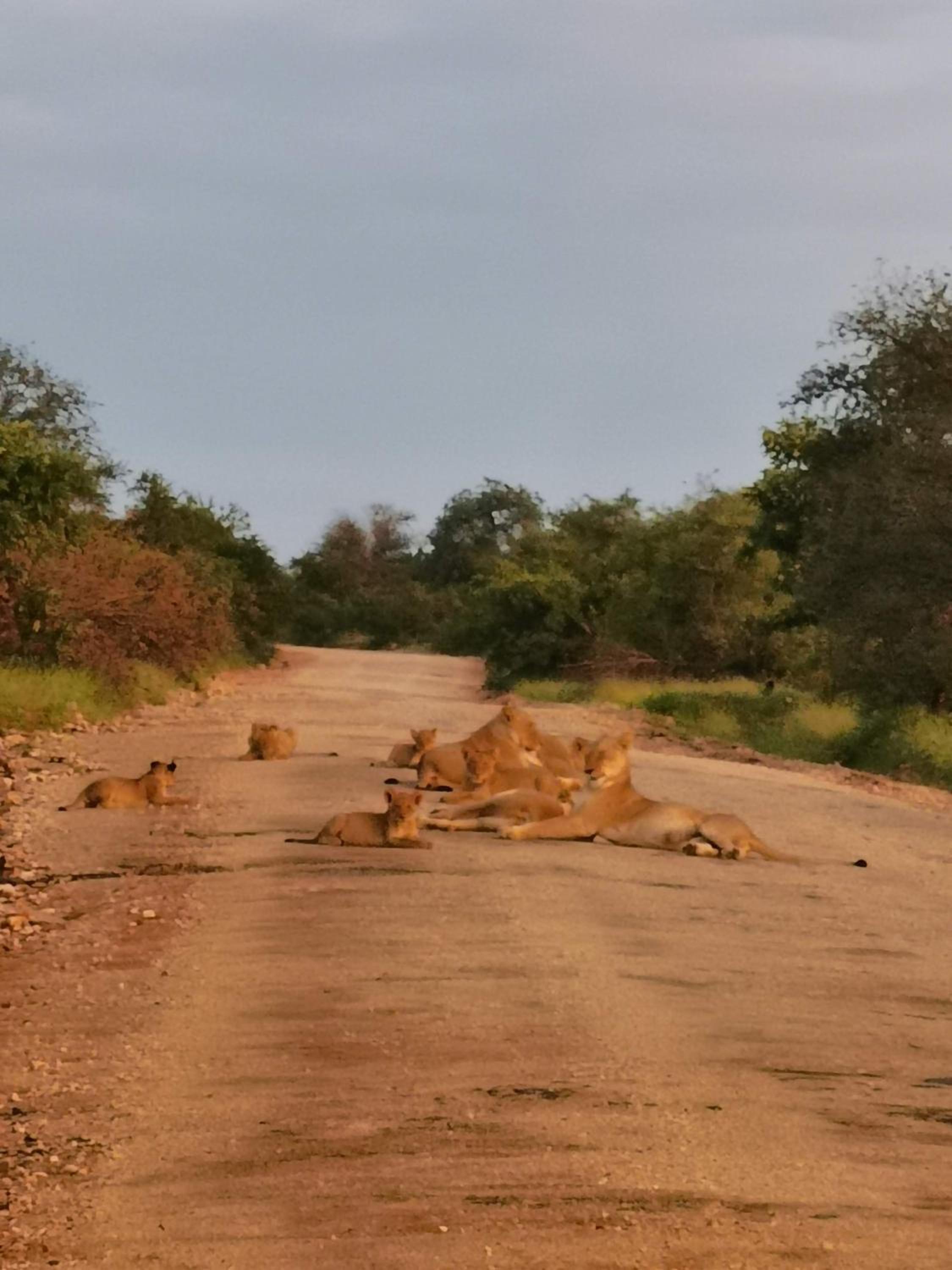 Mbizi Bush Lodge