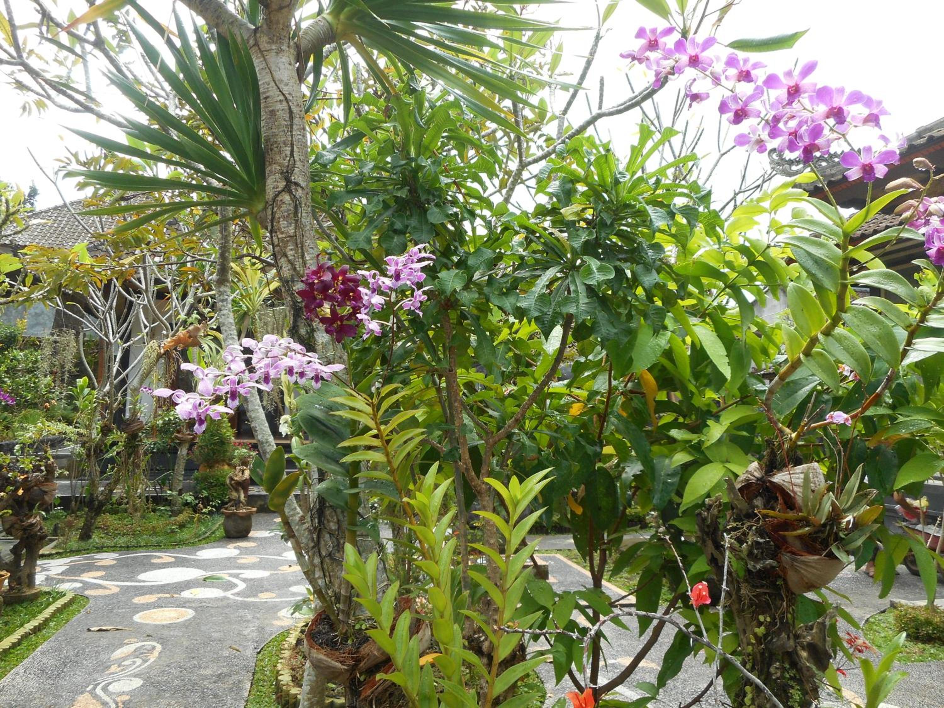 Milla Homestay view 2