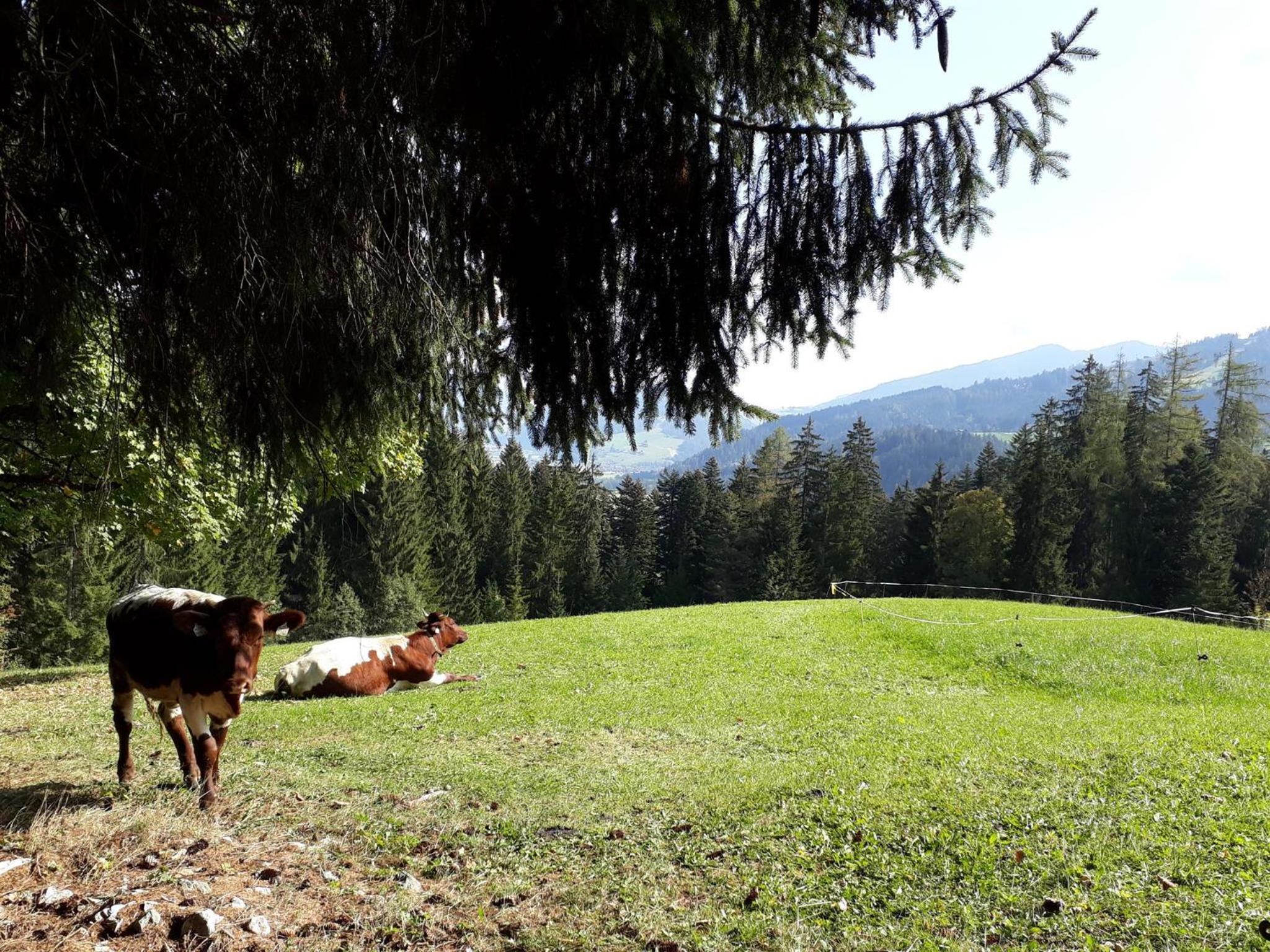 Nagellehen view 2