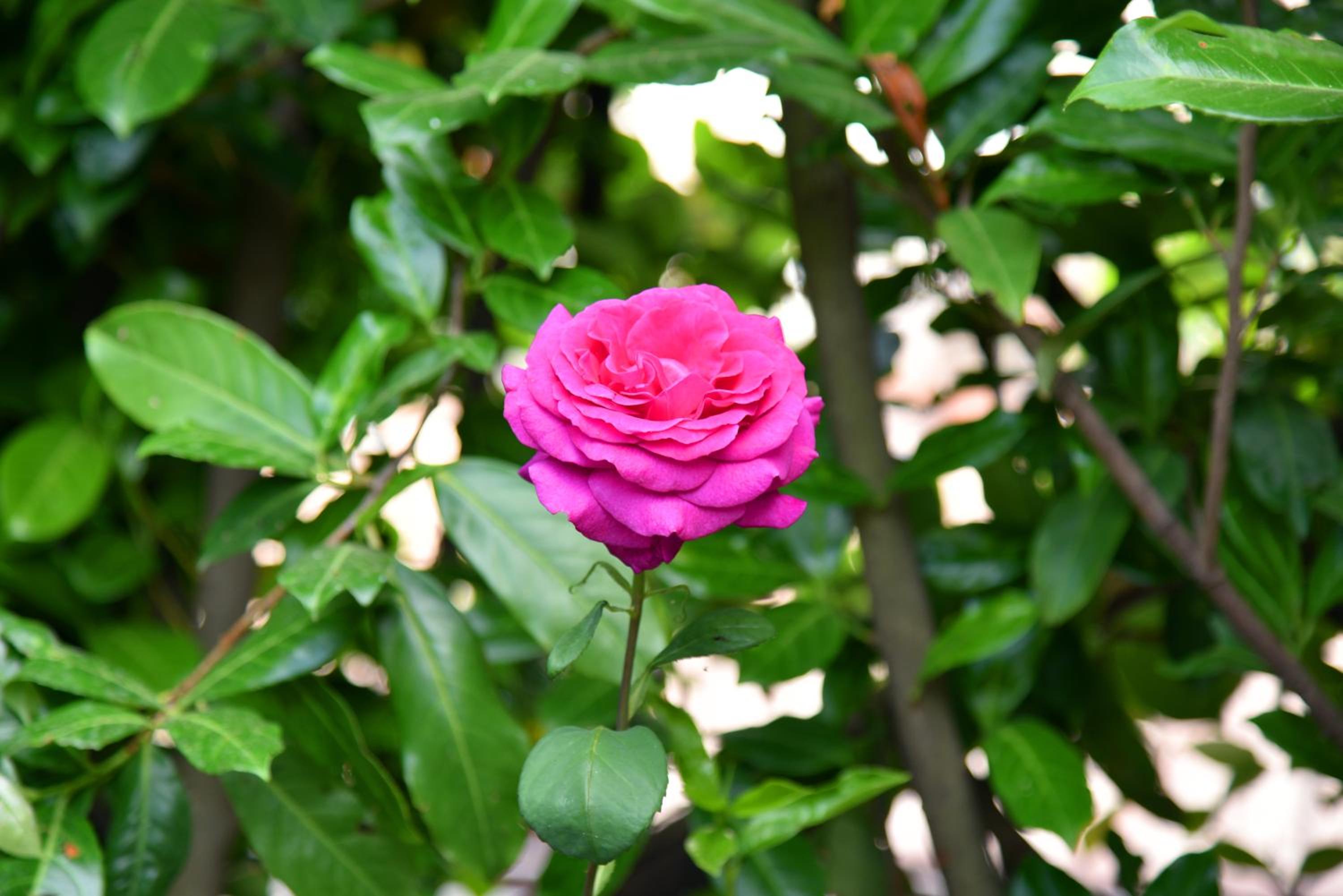 Photo 37