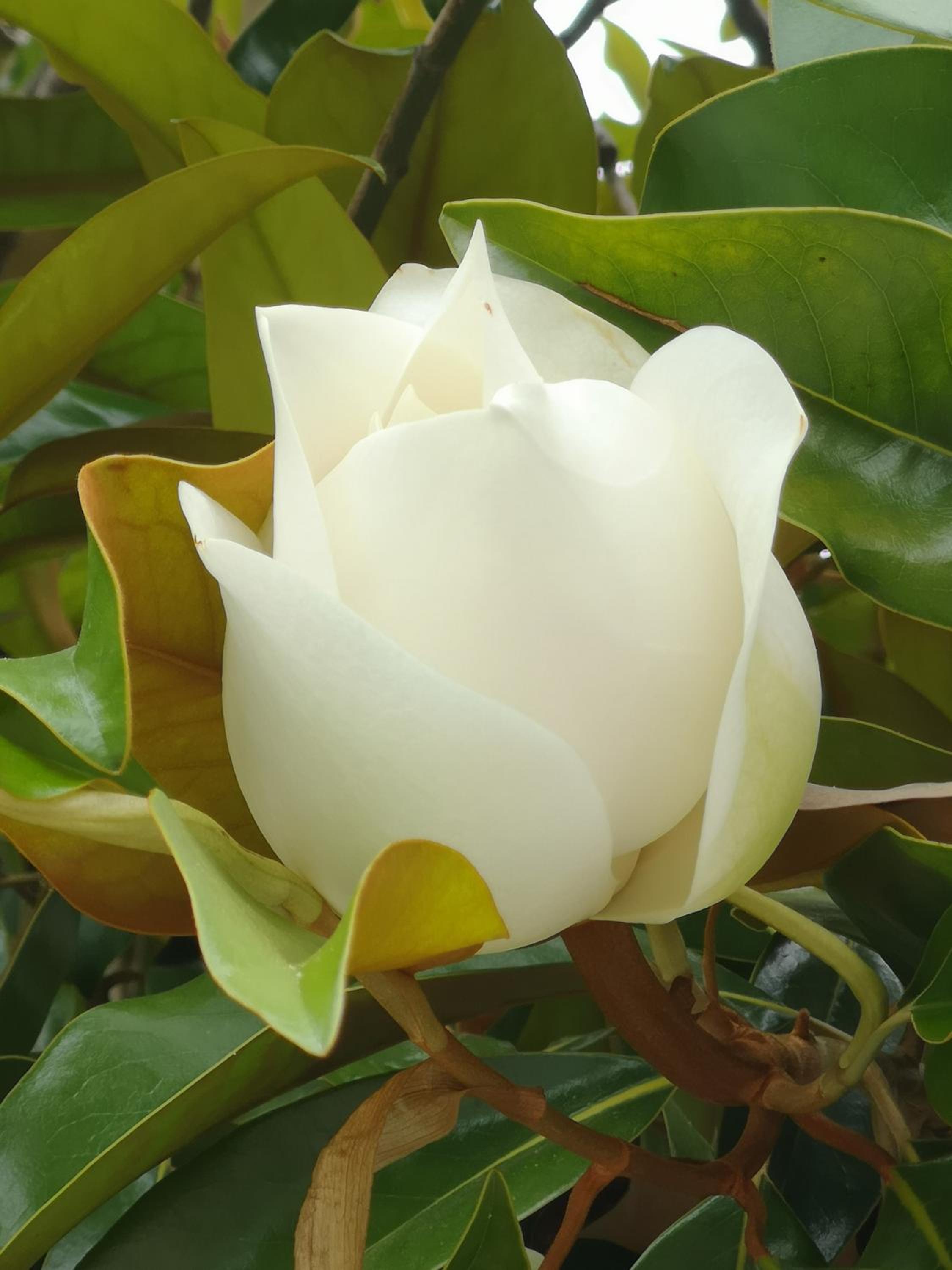 Photo 45