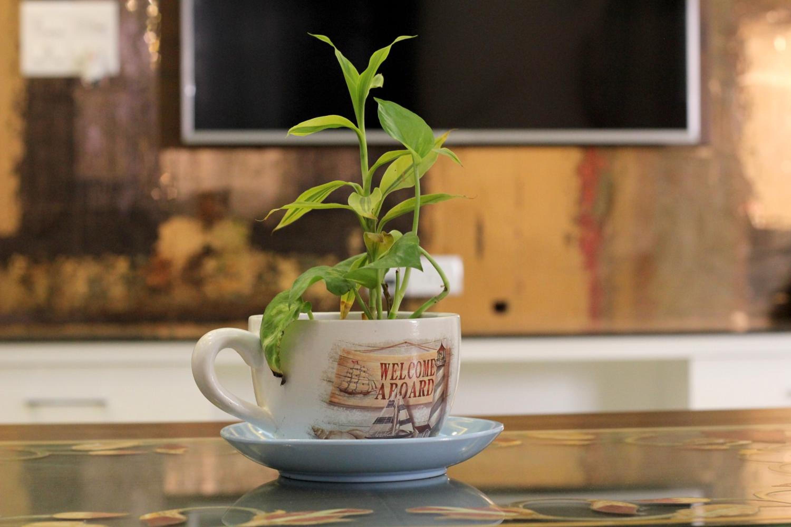 The Hideout Agra Garden Homestay - Near Taj Mahal photo 5