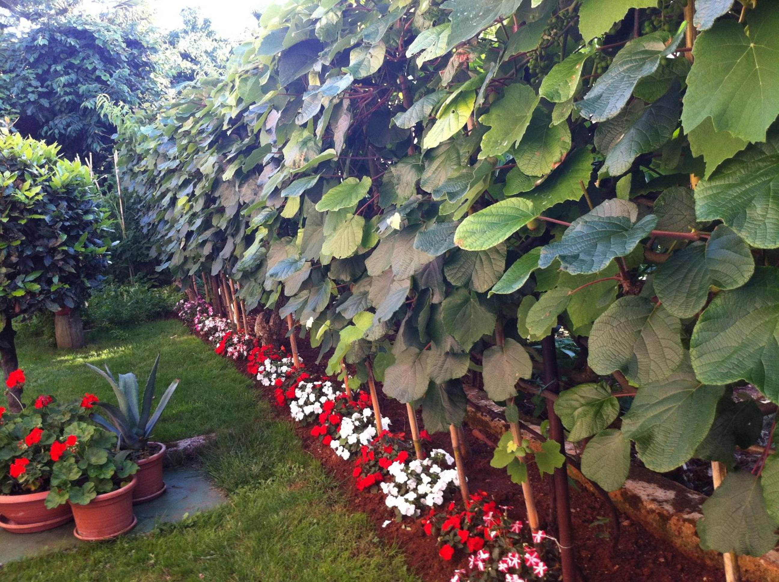 Photo 44