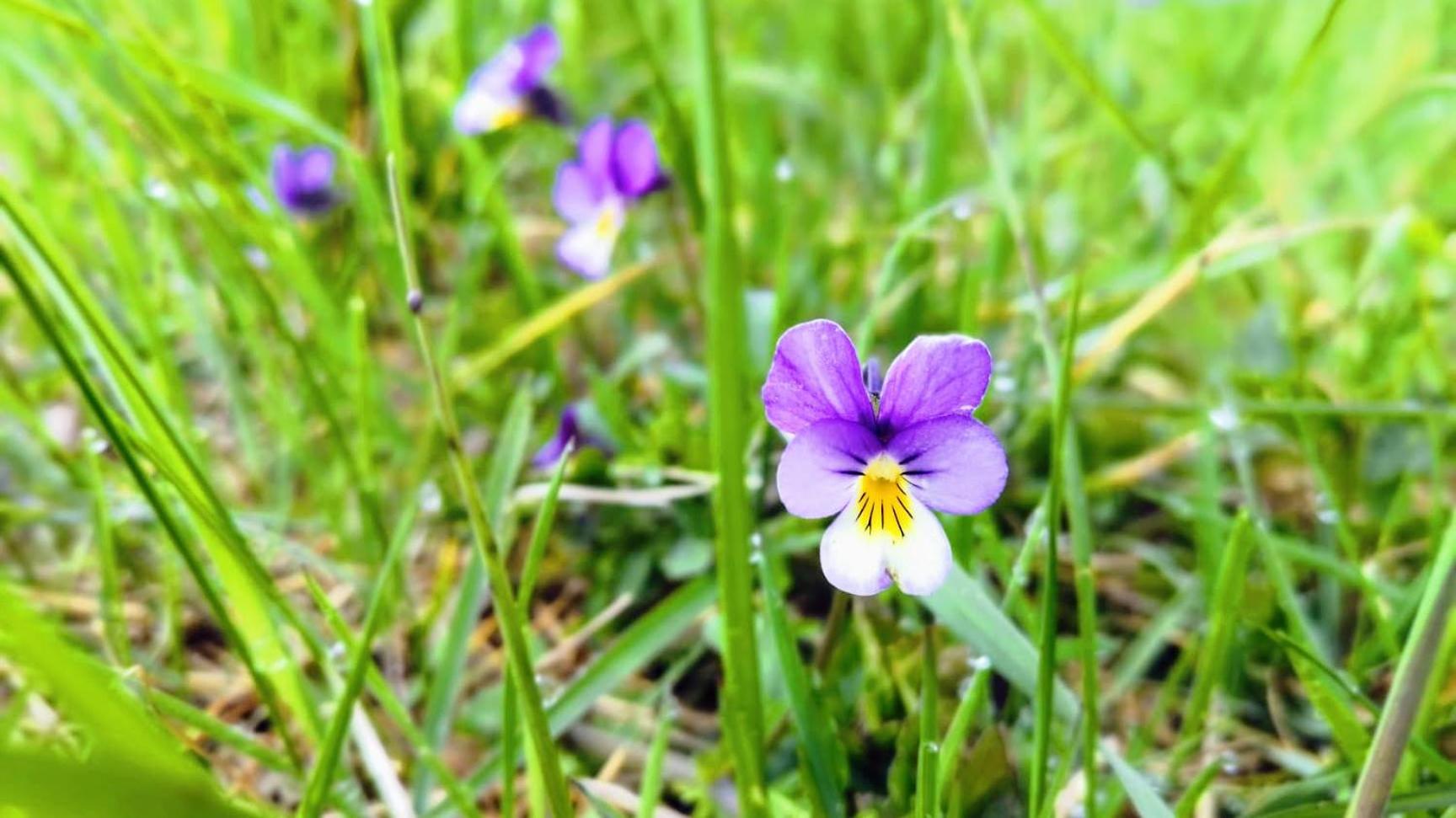 Urtica apartmány