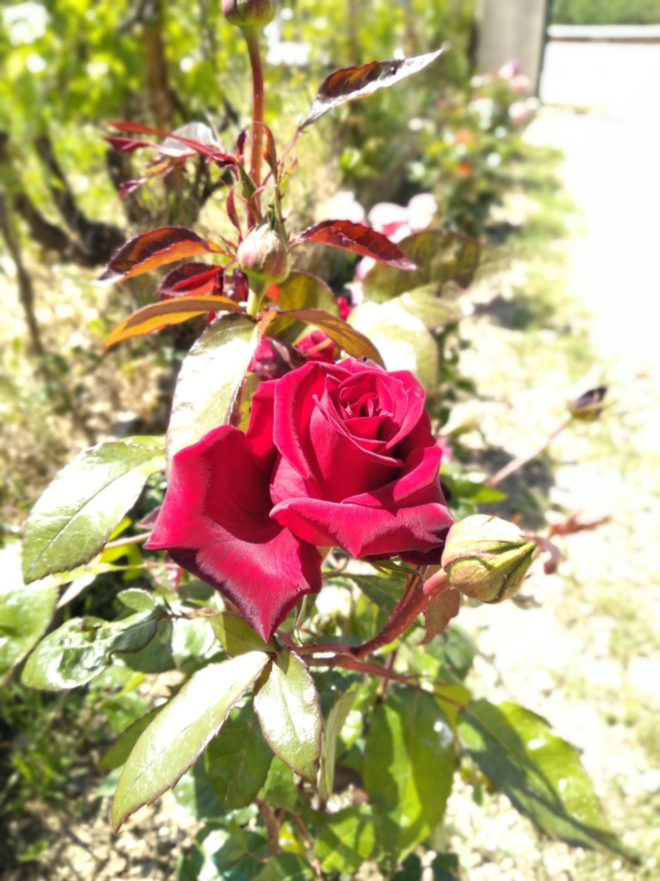 Photo 23