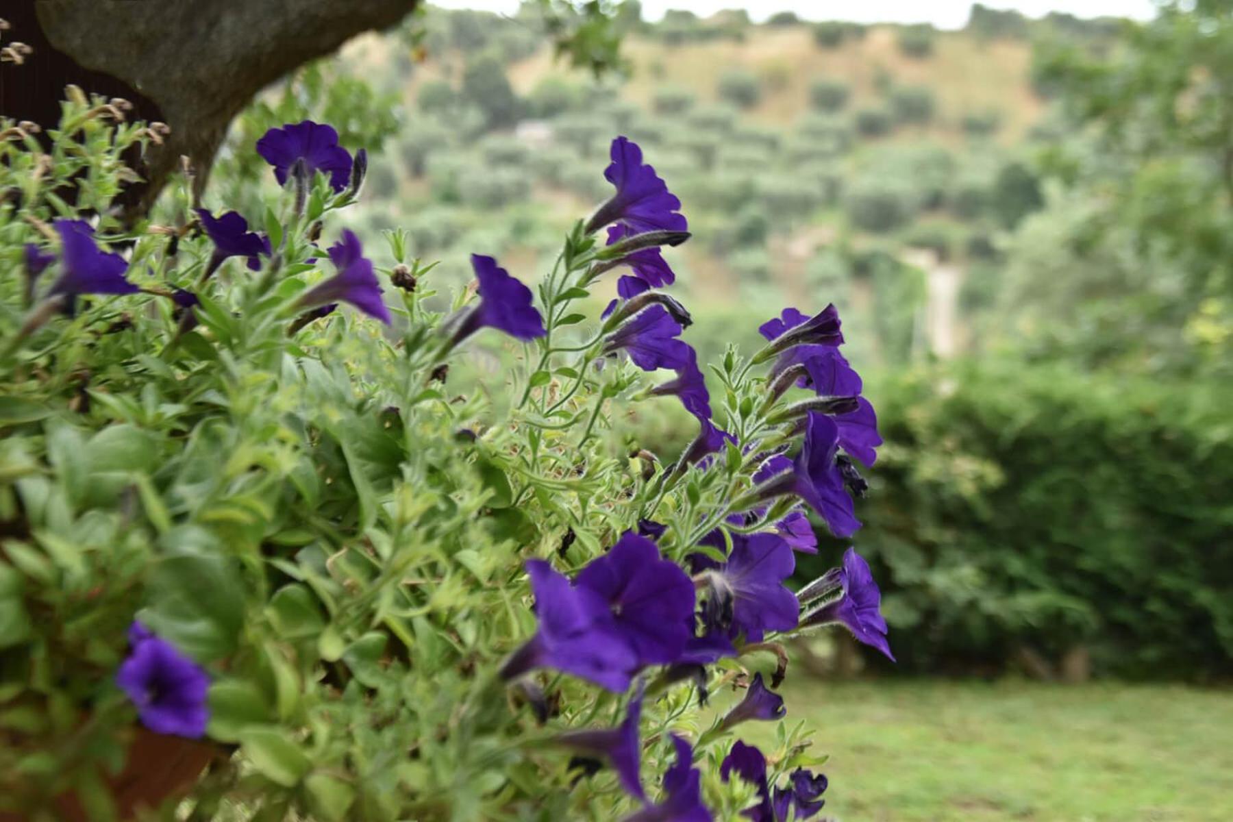 Agriturismo Vulcano