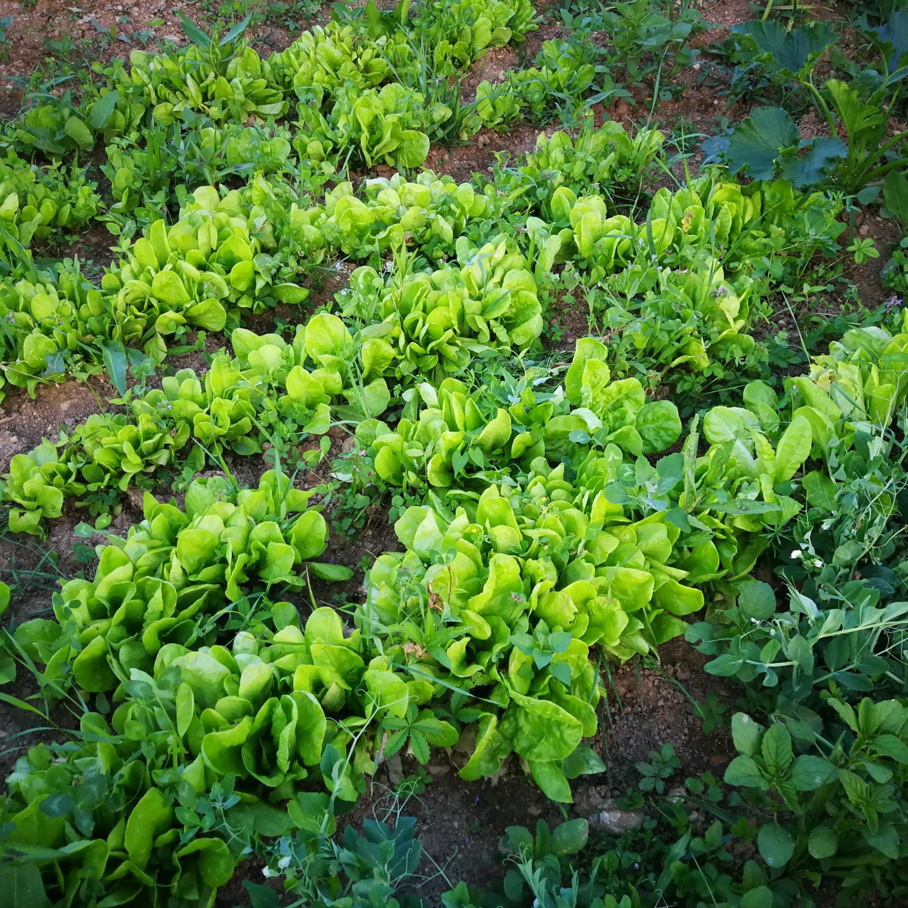 Green Idylle -Pyramid View