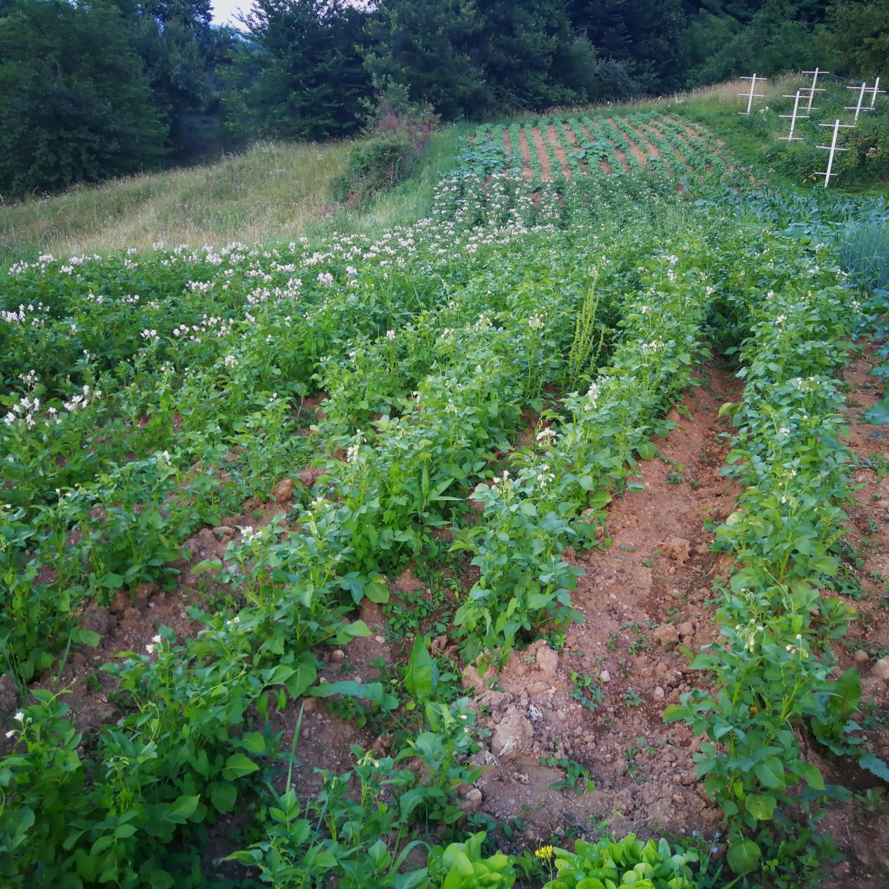 Green Idylle -Pyramid View
