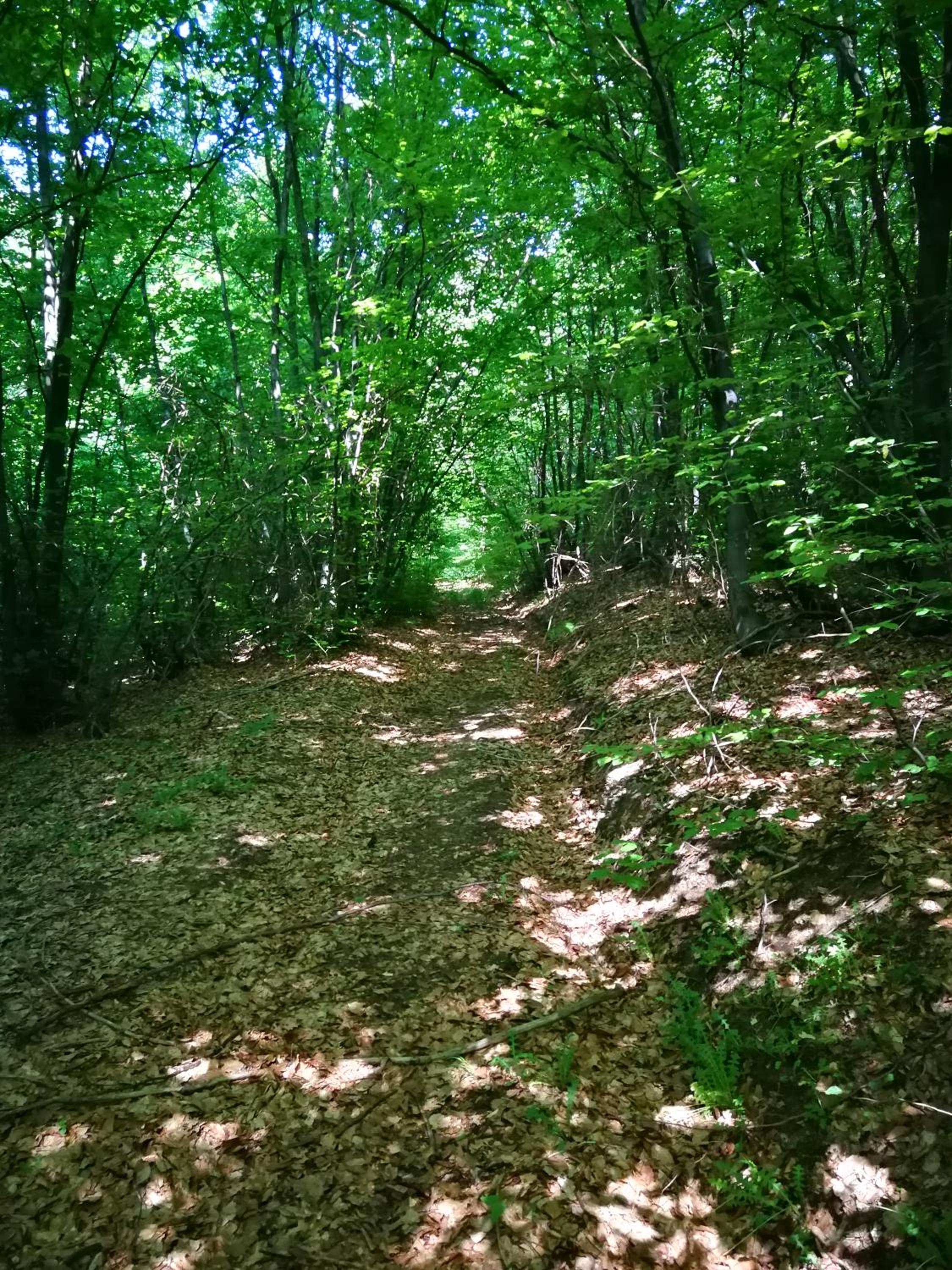 Green Idylle -Pyramid View
