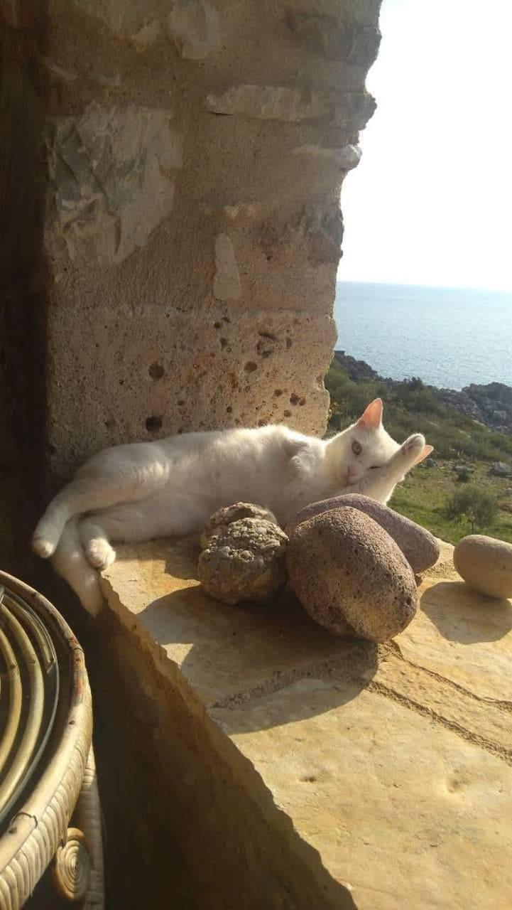 Pogonitsa