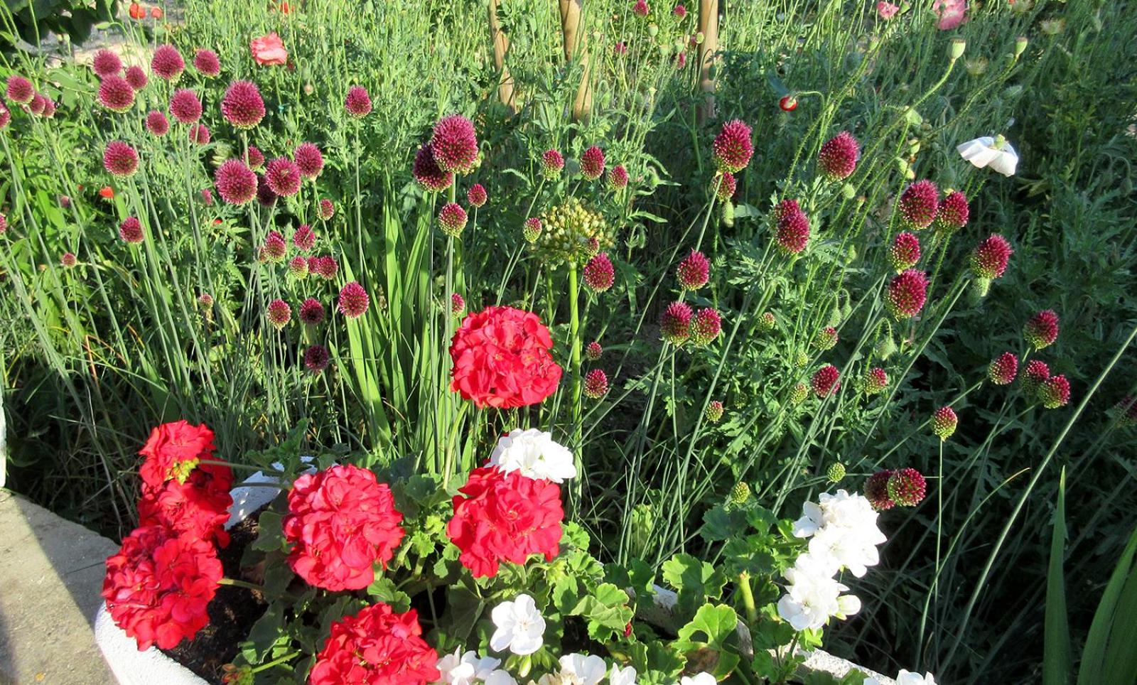 Podere Chiocciola photo 2