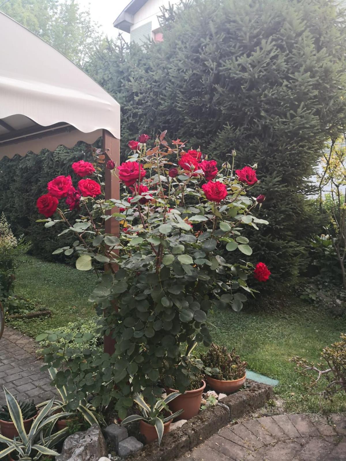 Photo 29