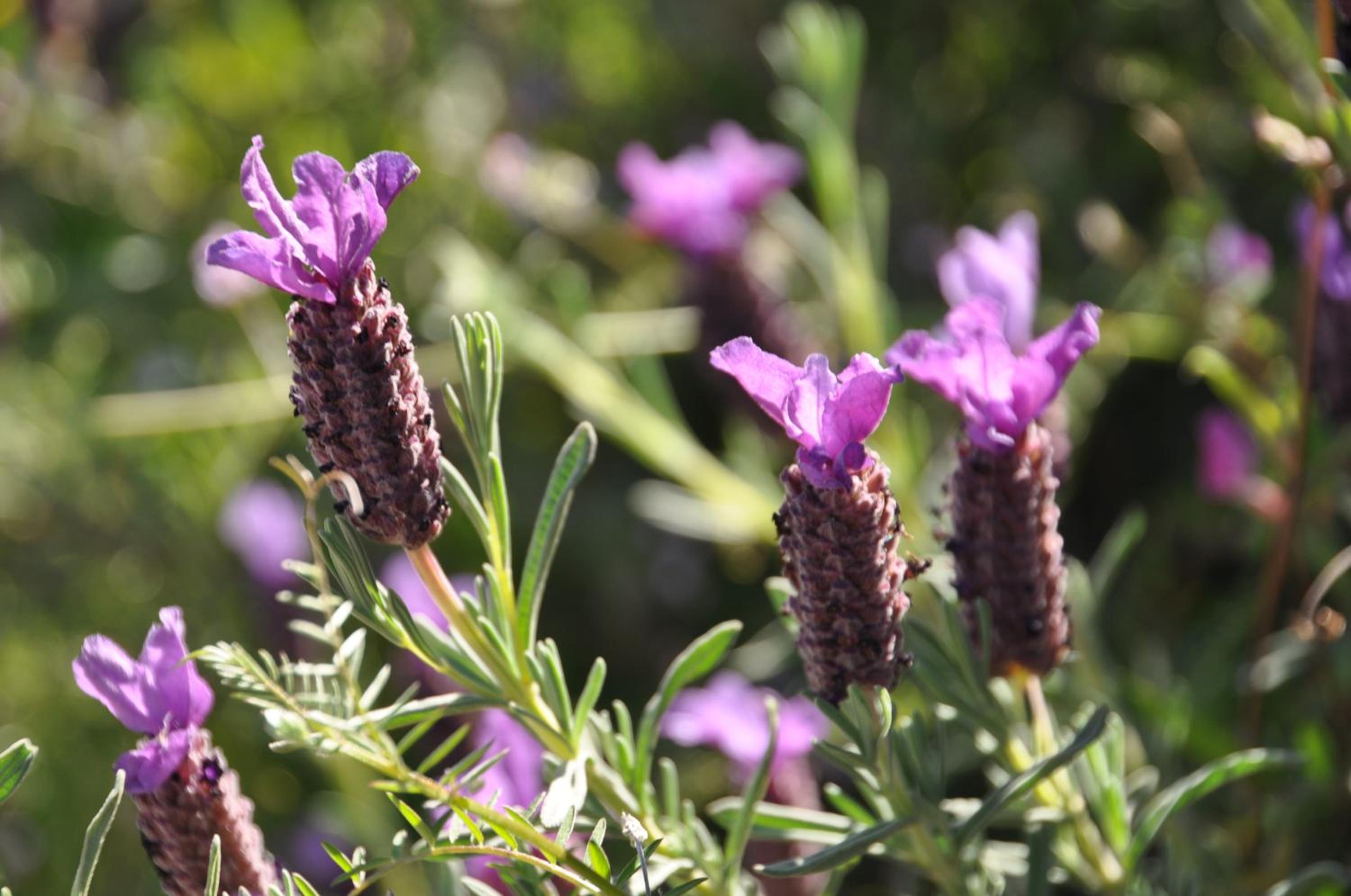 Fiore di Machja