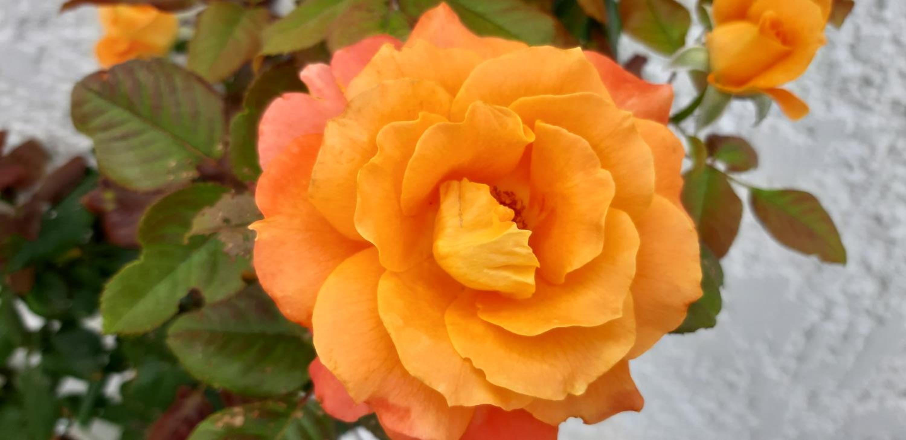 Photo 30