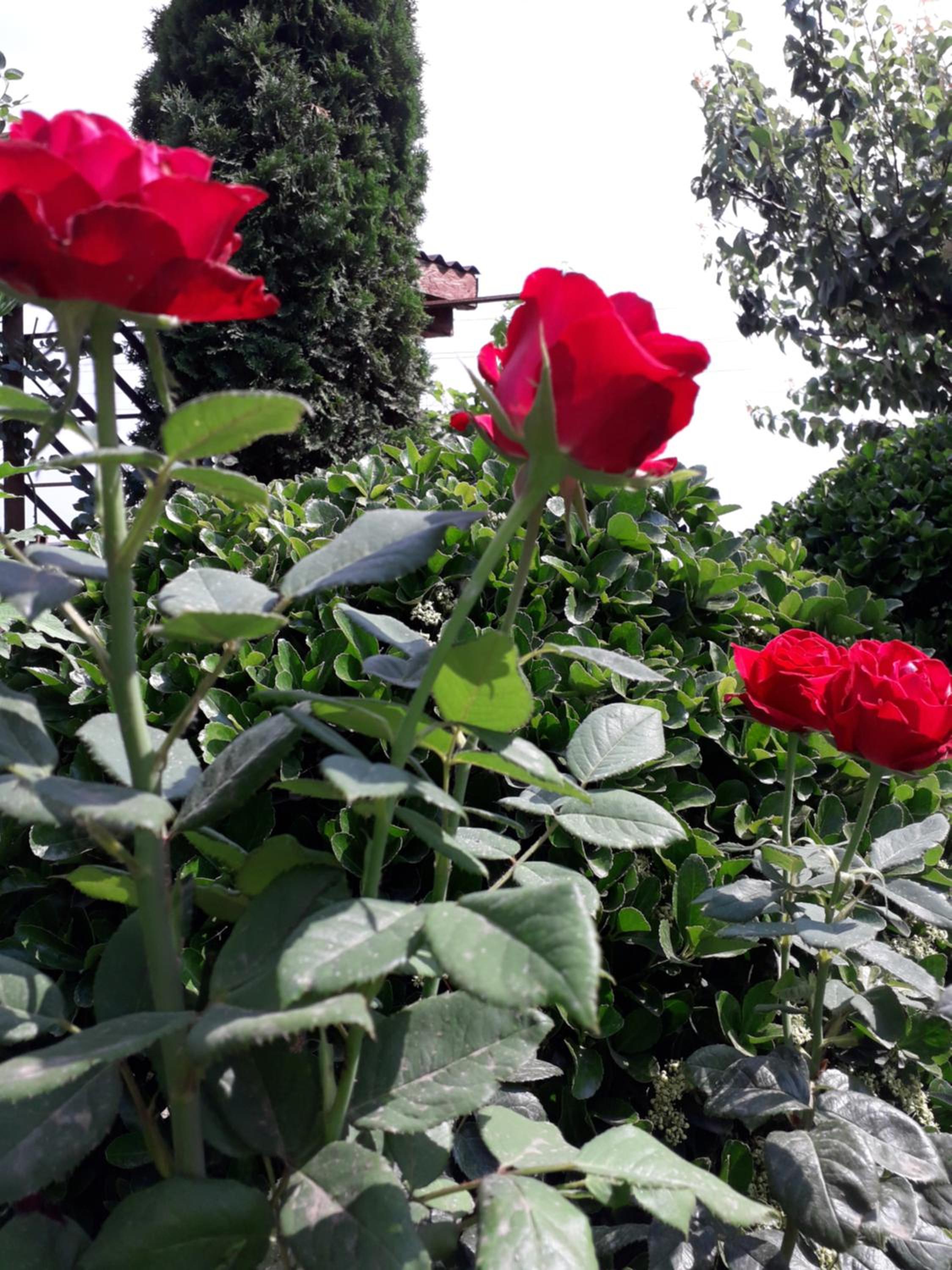 Photo 43