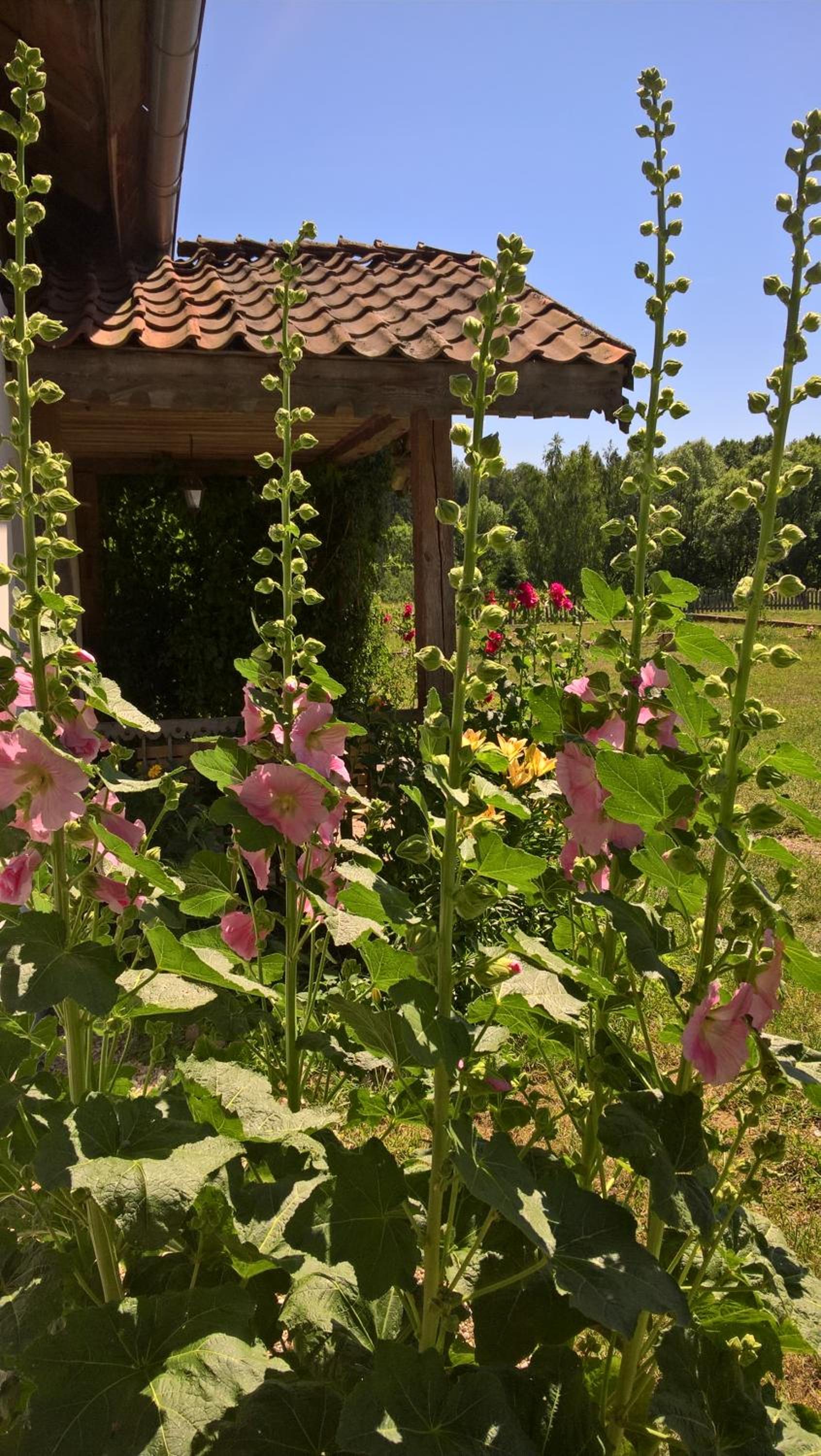 Jabłkowo-na skraju Puszczy Boreckiej ŚNIADANIA W CENIE view 2
