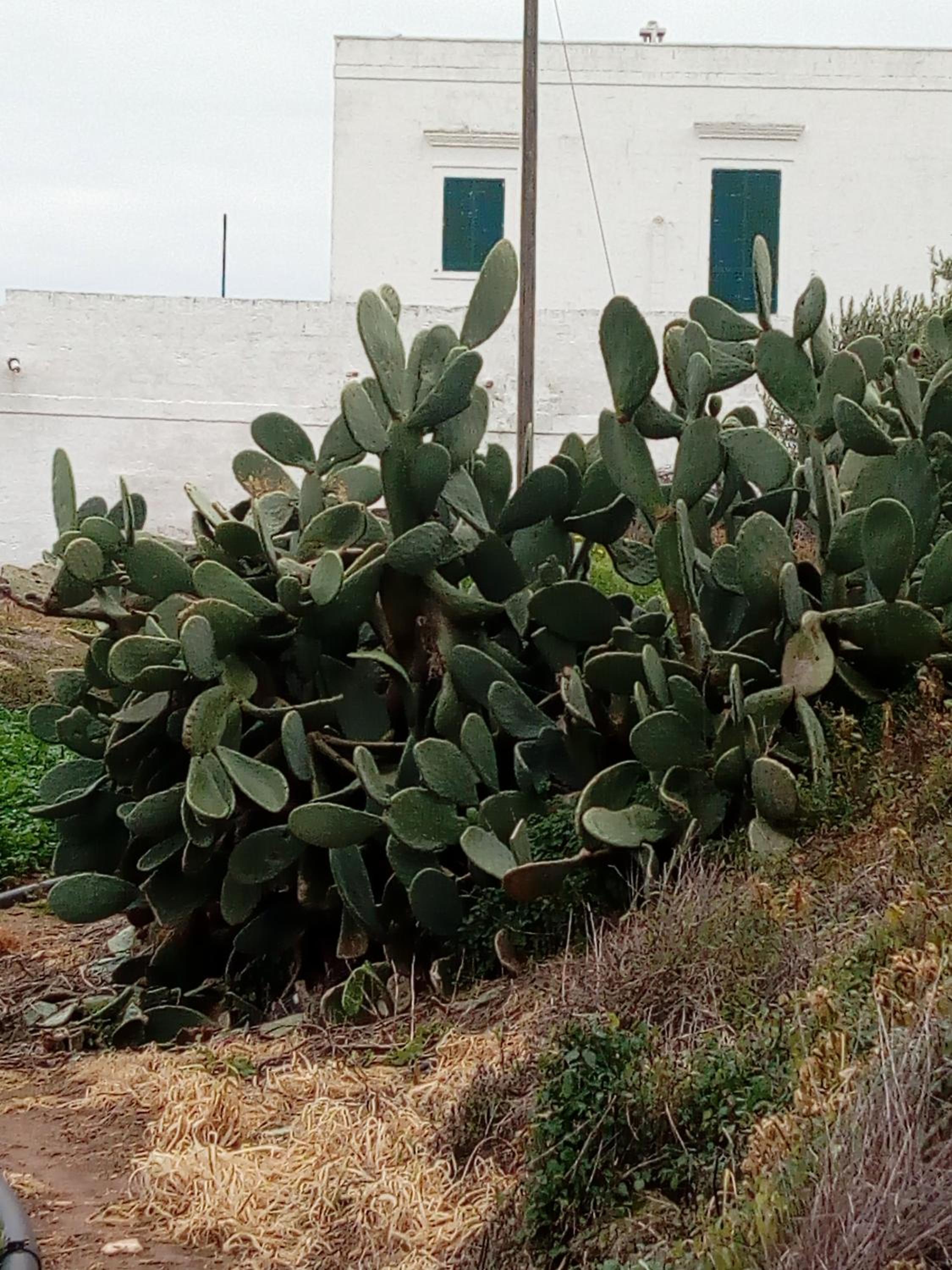Masseria Ricci