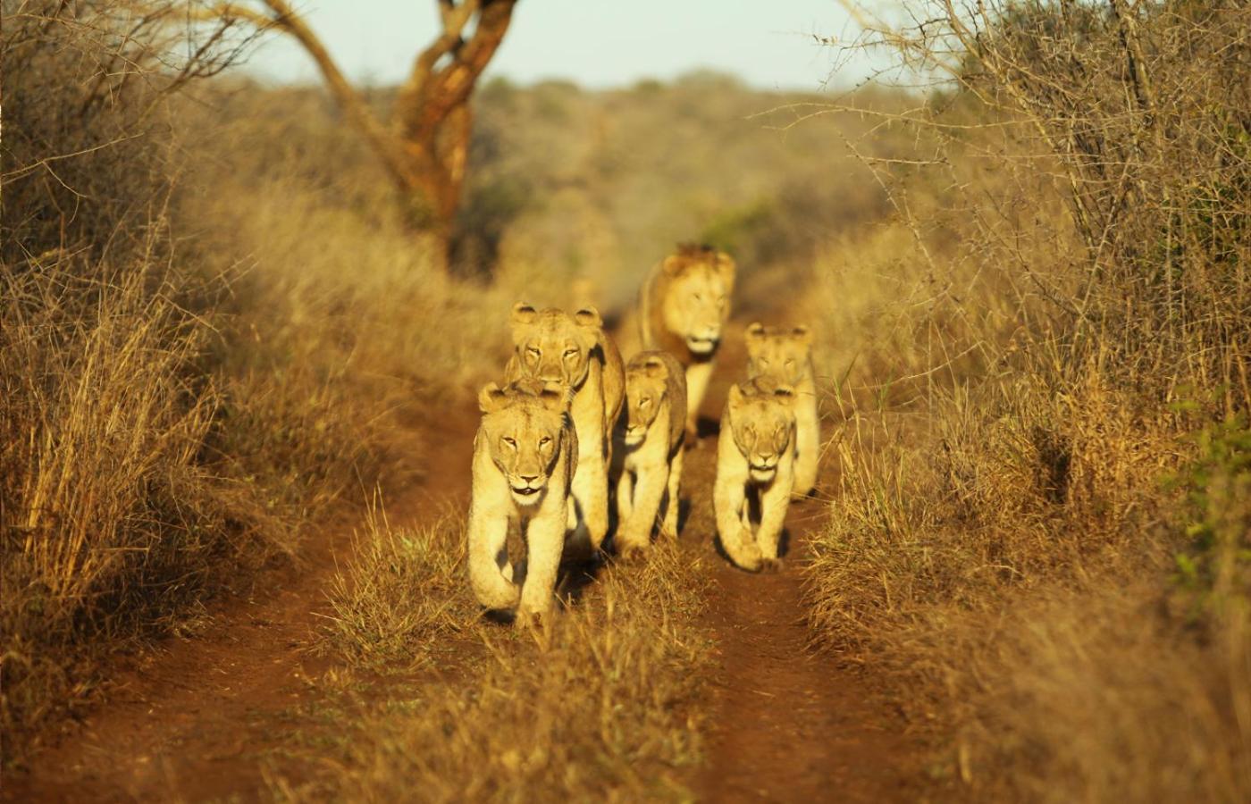 Hluhluwe Vacations - Thanda Safari - Property Image 1