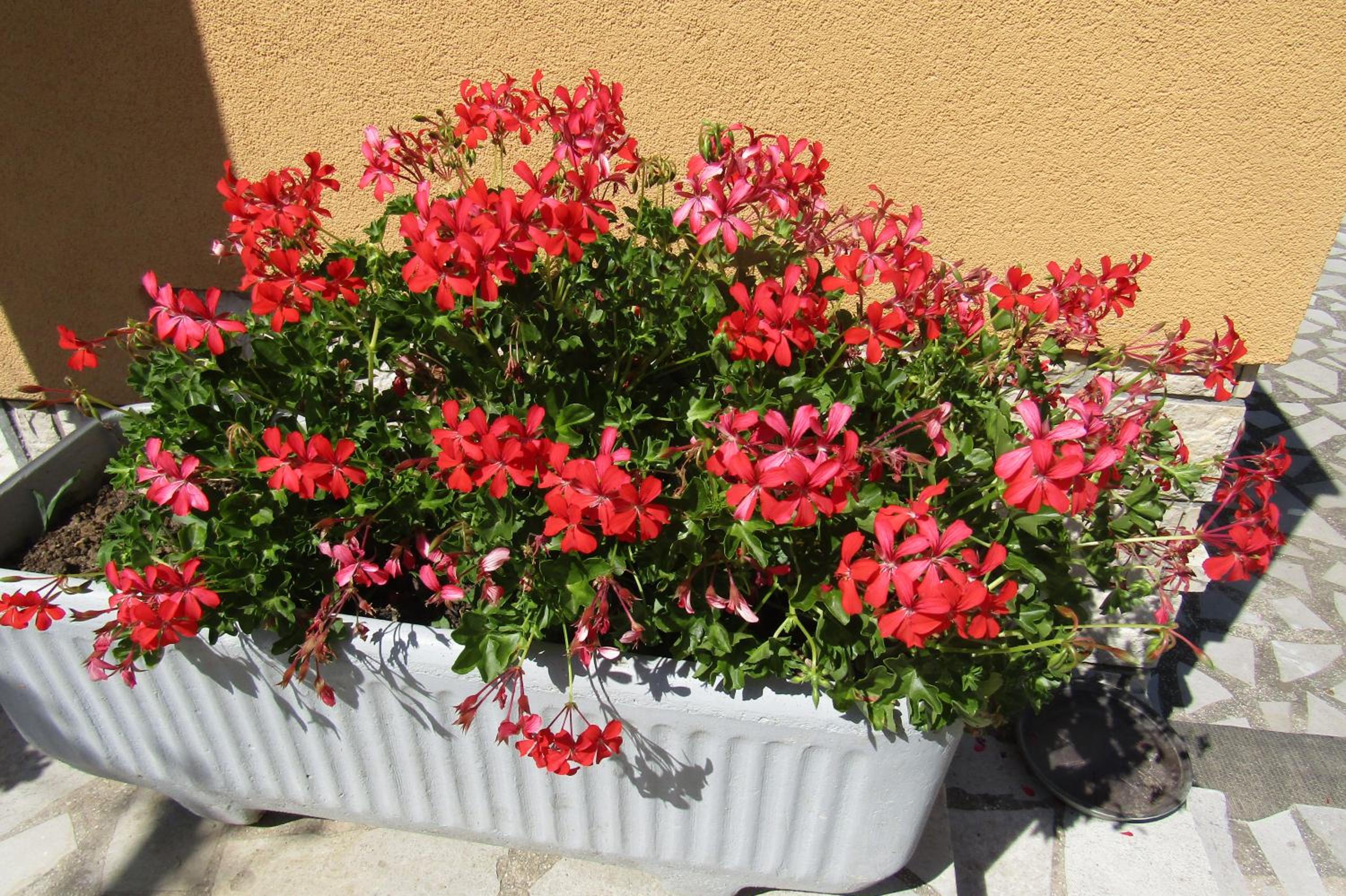 Photo 36