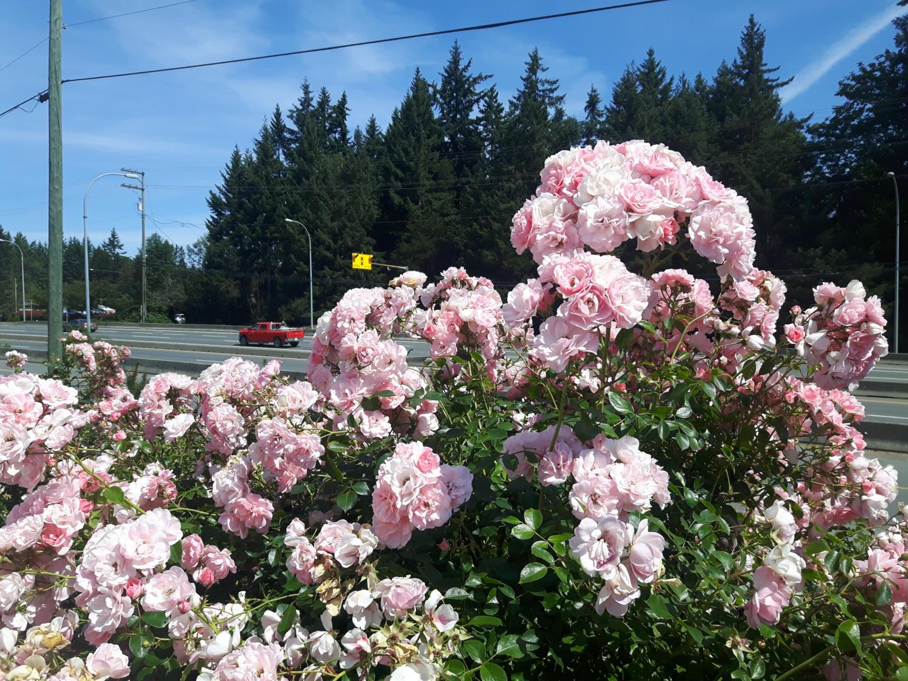 Fuller Lake Chemainus Motel