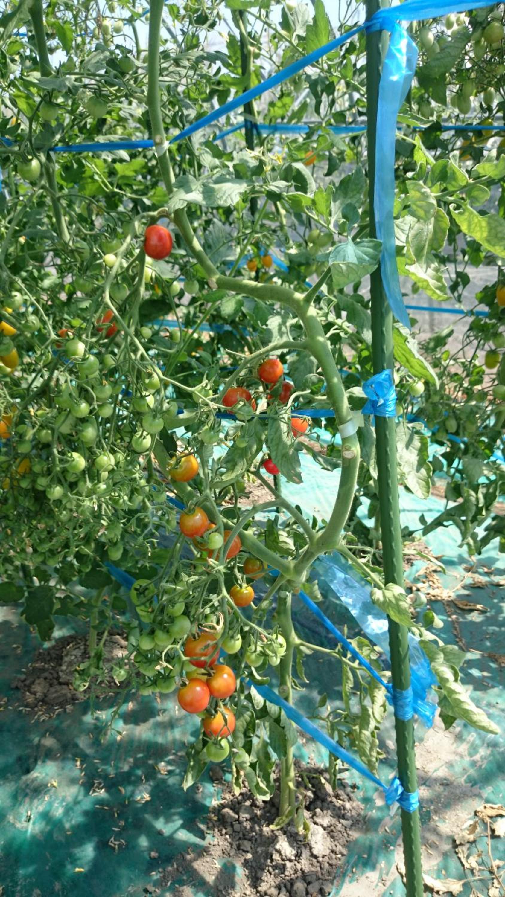 Photo 45