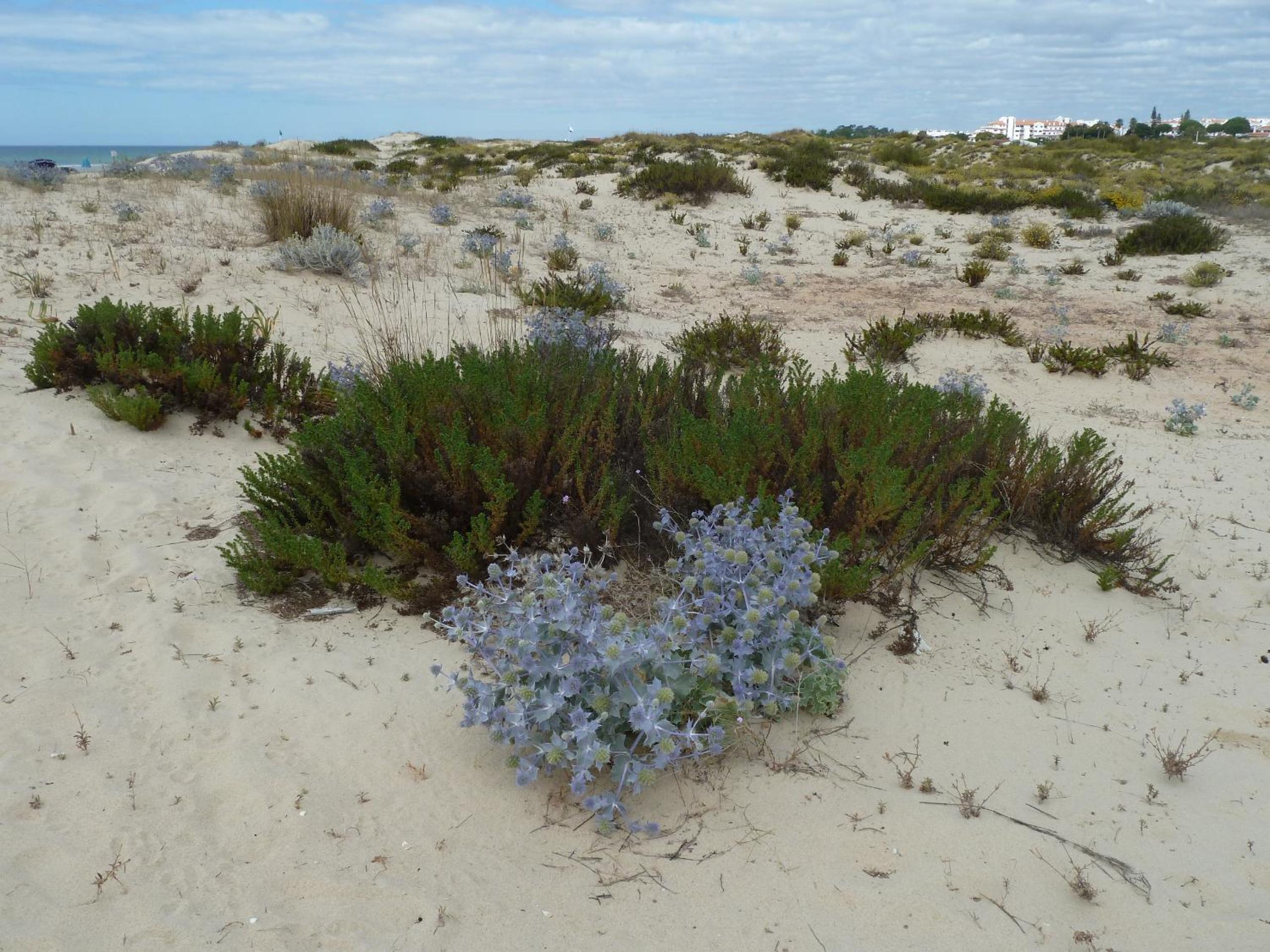 Photo 41