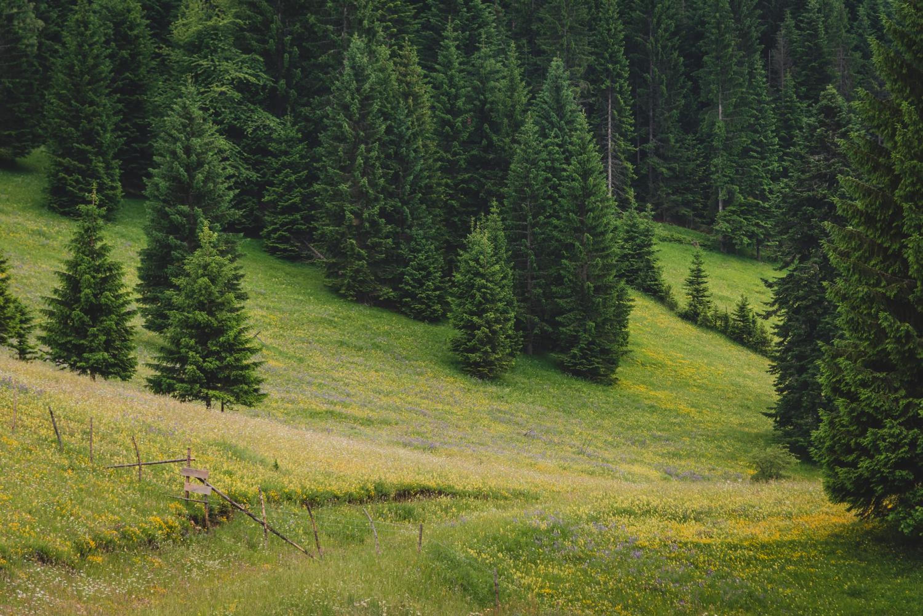 Photo 50