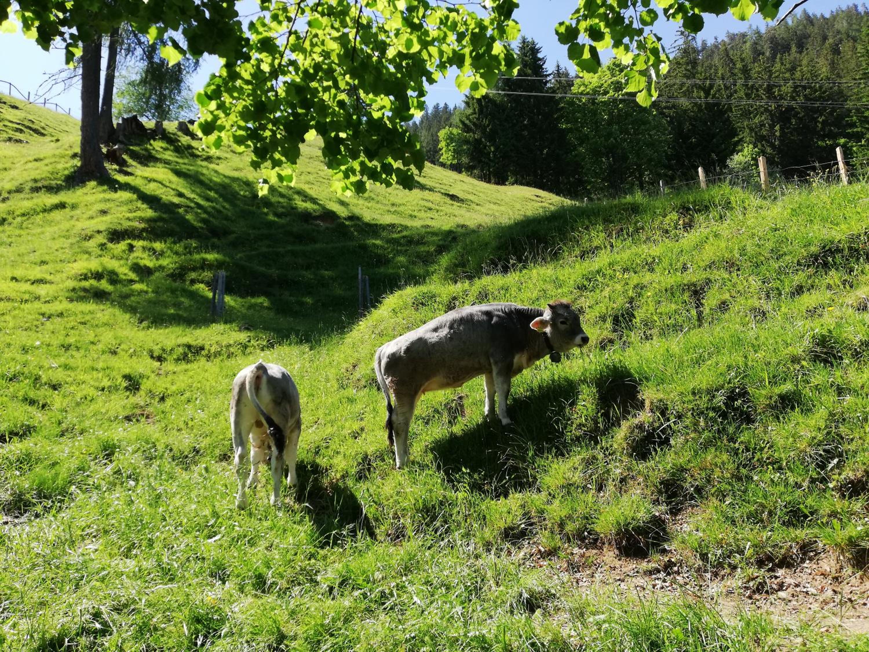 Tradlhof