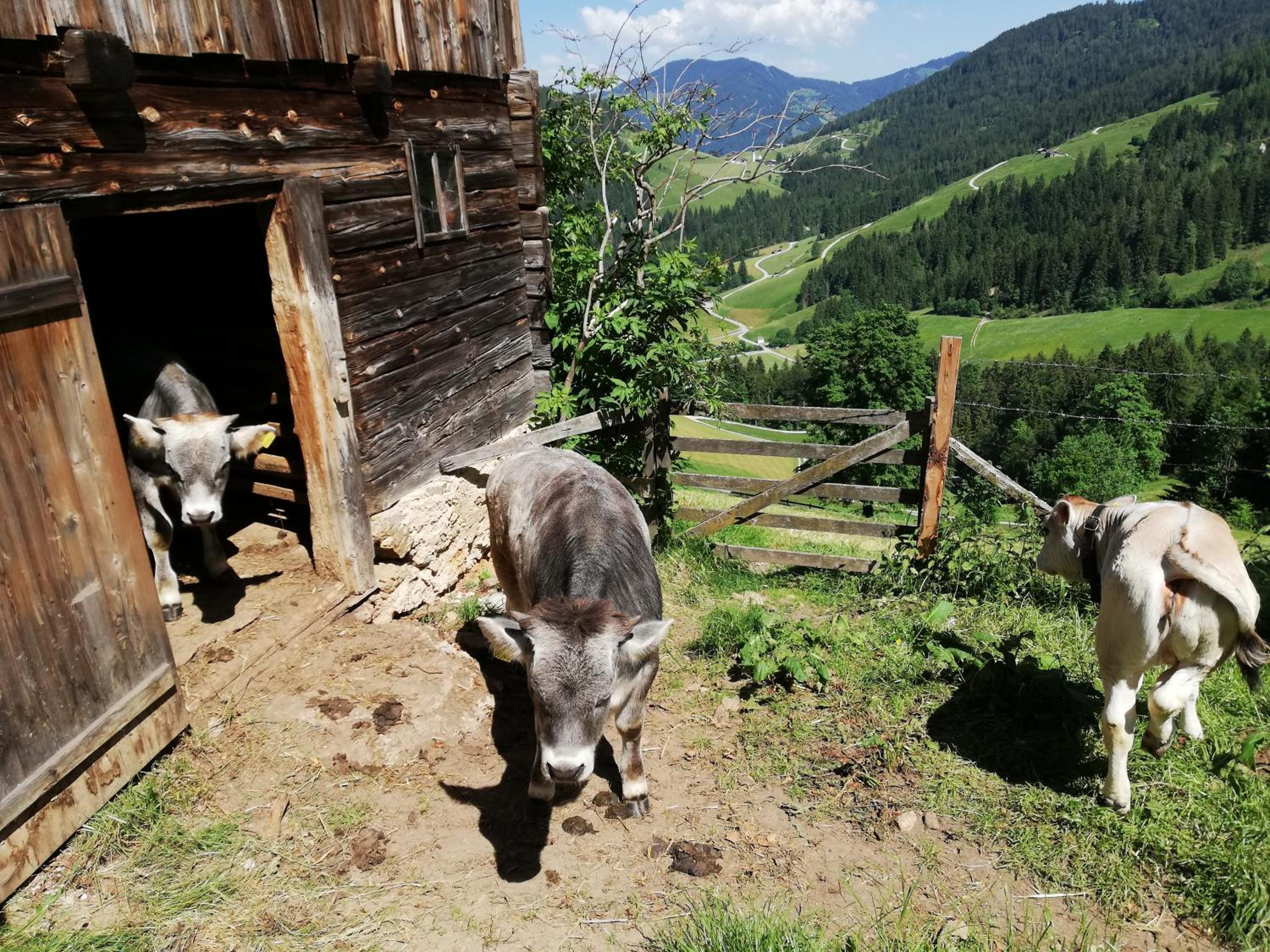Tradlhof