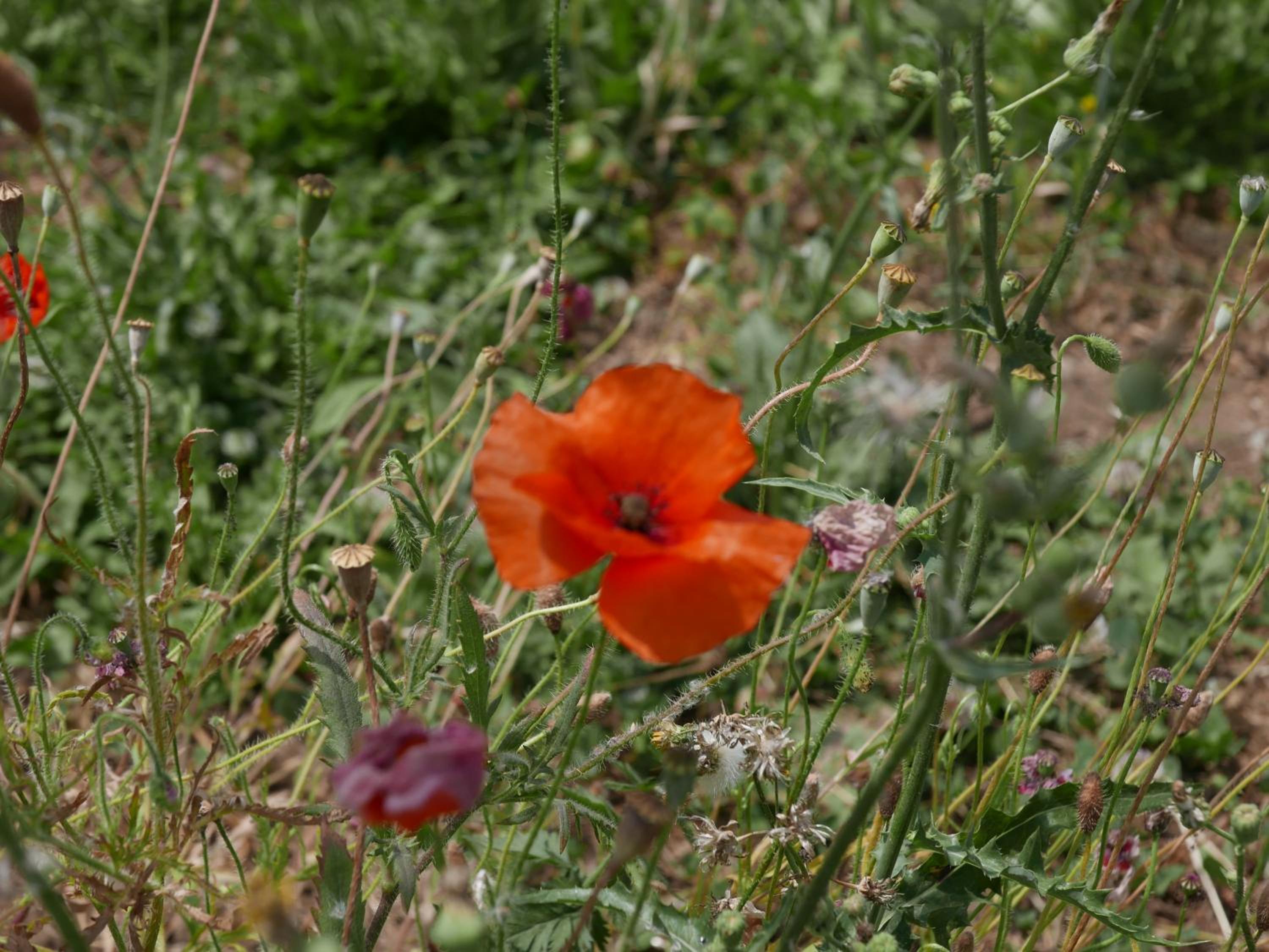 Photo 27