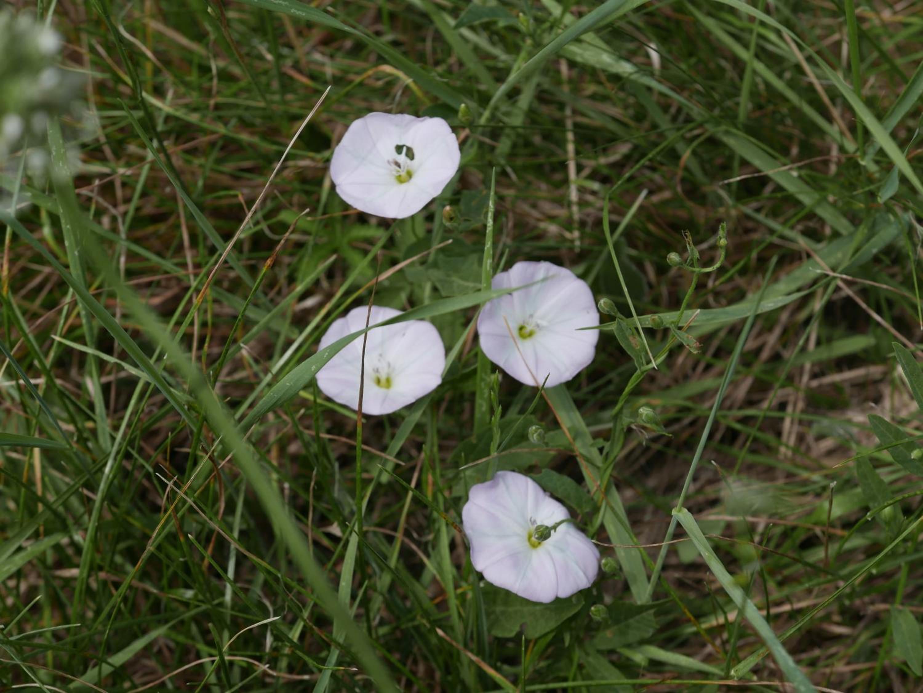 Photo 33