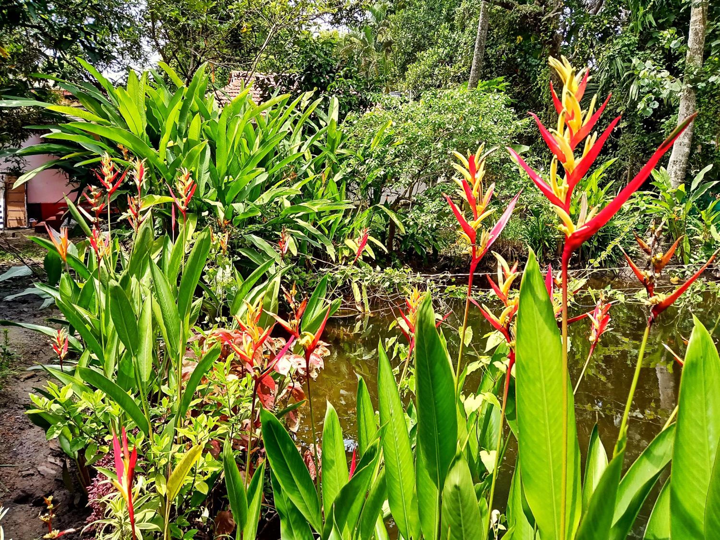 Marari Bethsaida Homestay view 2