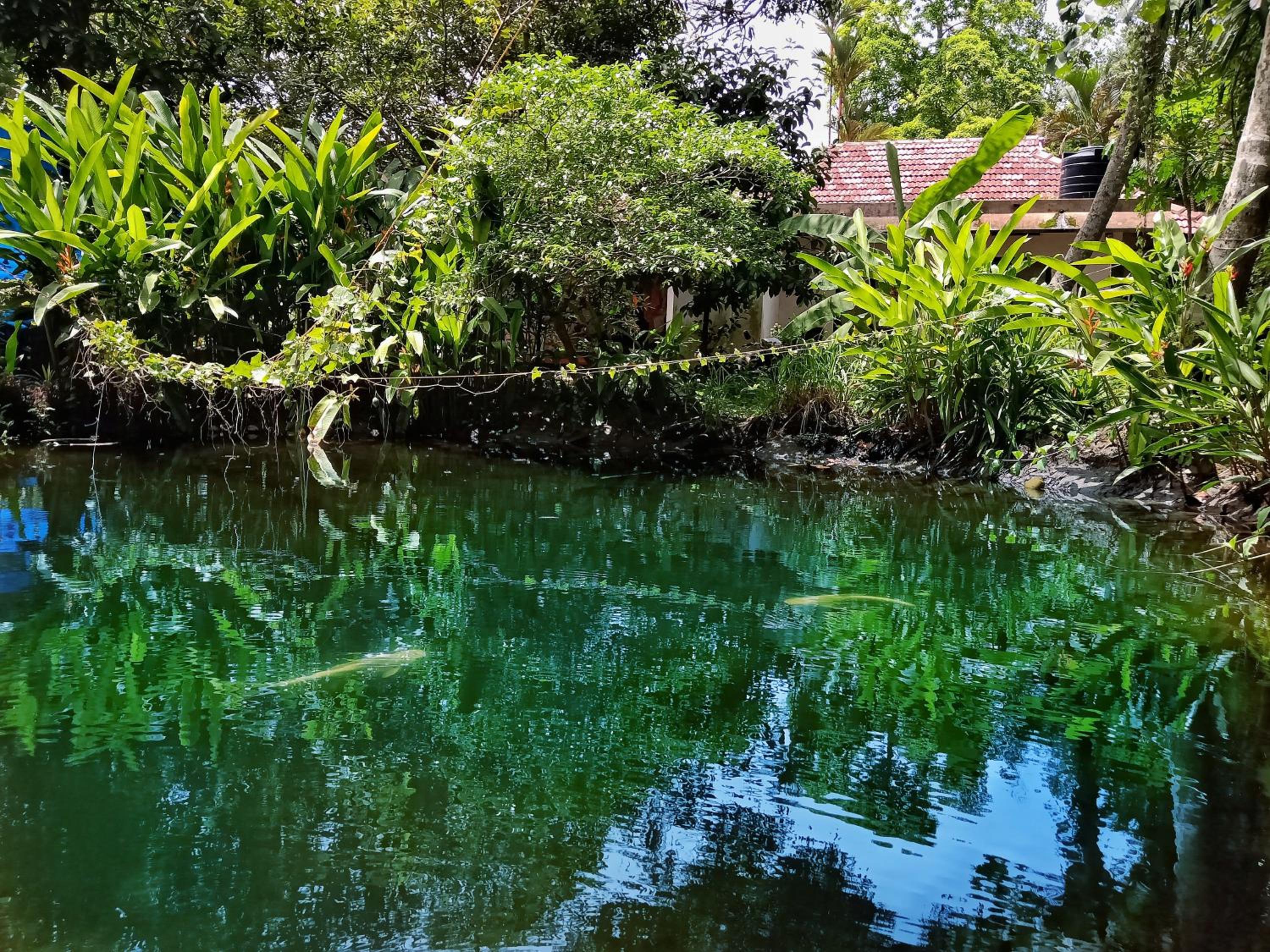 Marari Bethsaida Homestay view 3