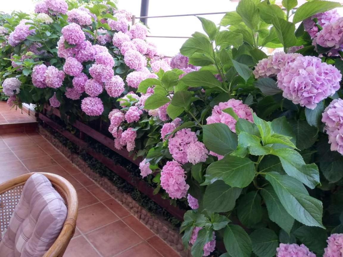 Guest House Plavas