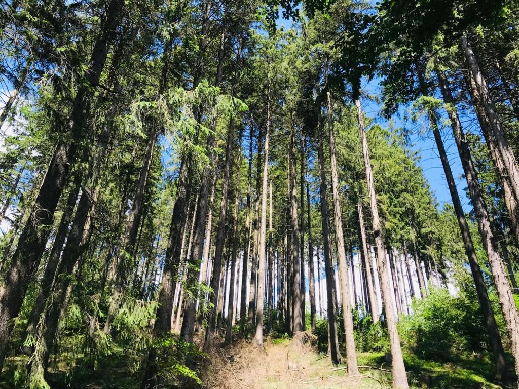 Altes Forstamt Altenau view 3