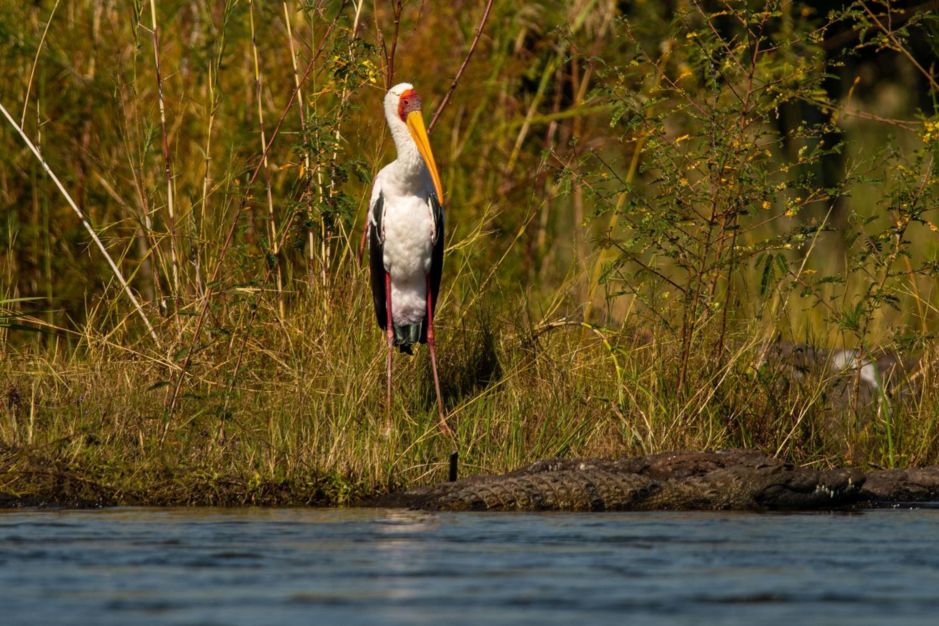 Ichingo Chobe River Lodge by Mantis