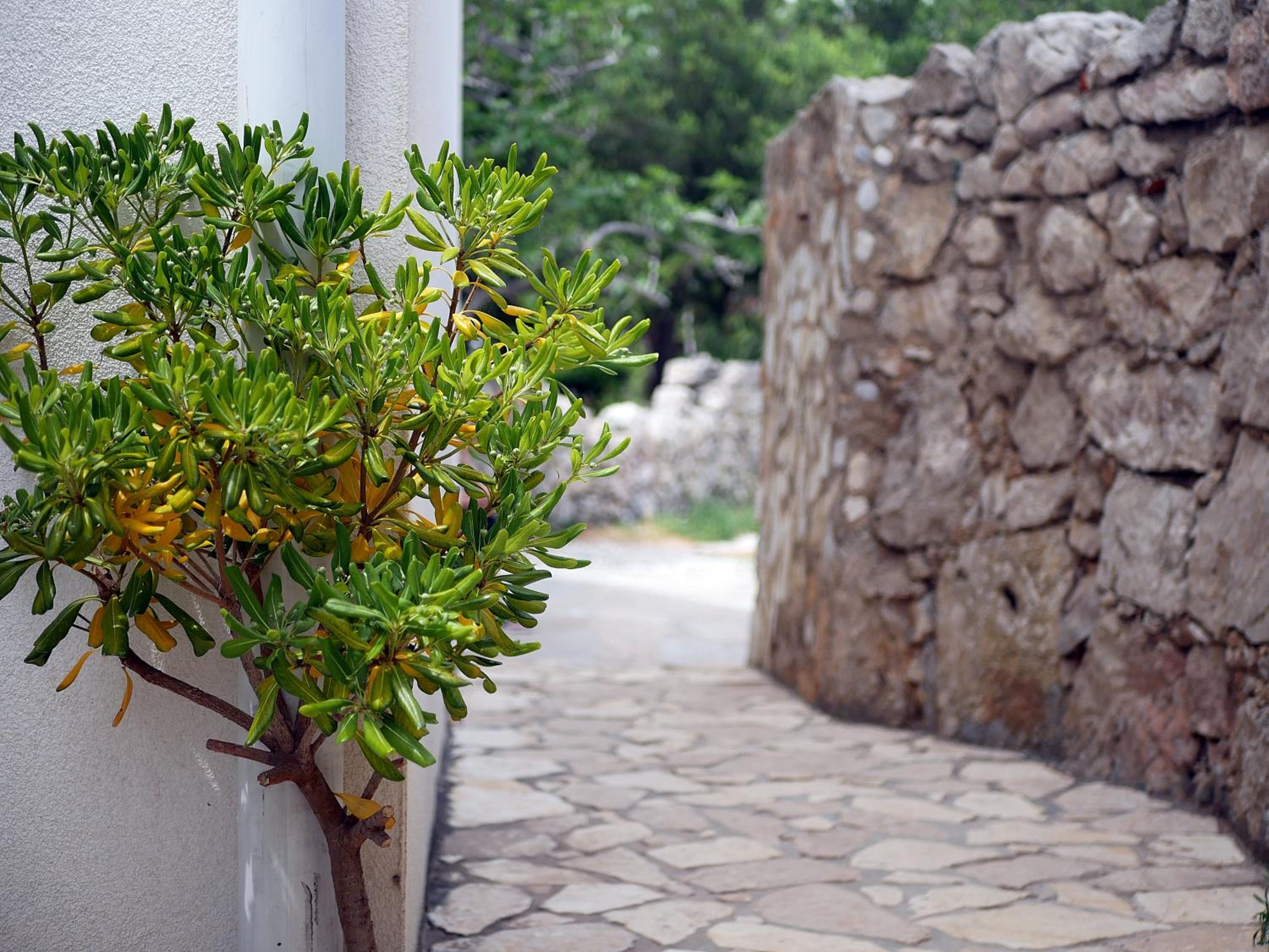 Photo 42