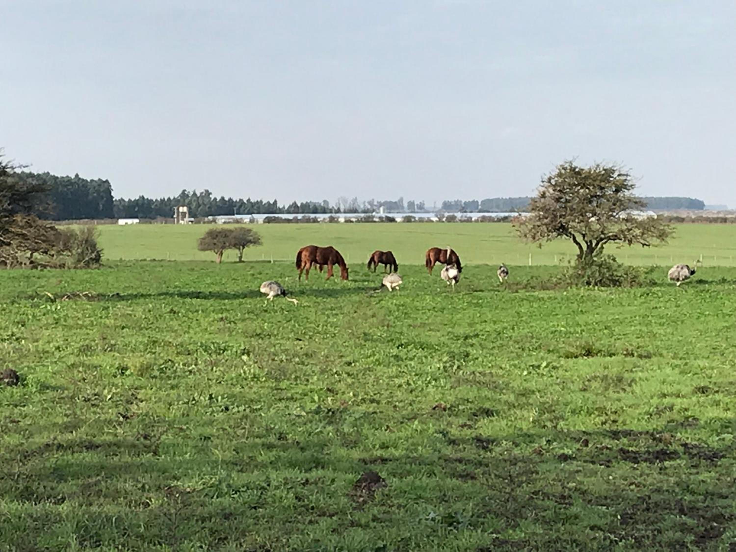 Estancia La violeta