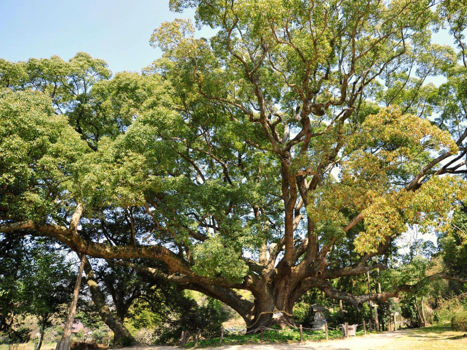 Kotengu Sanroji