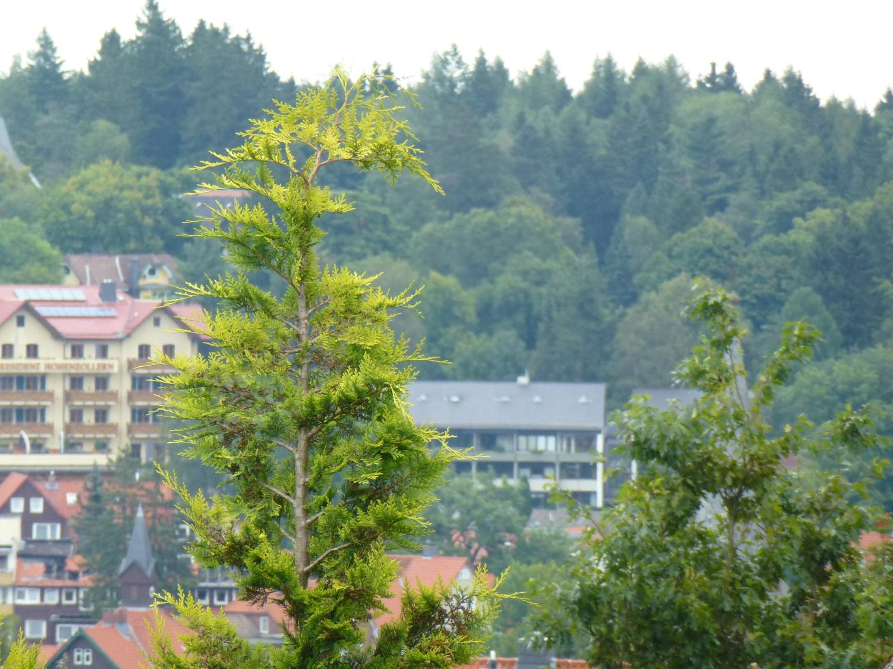 Harzhaus Willkommen